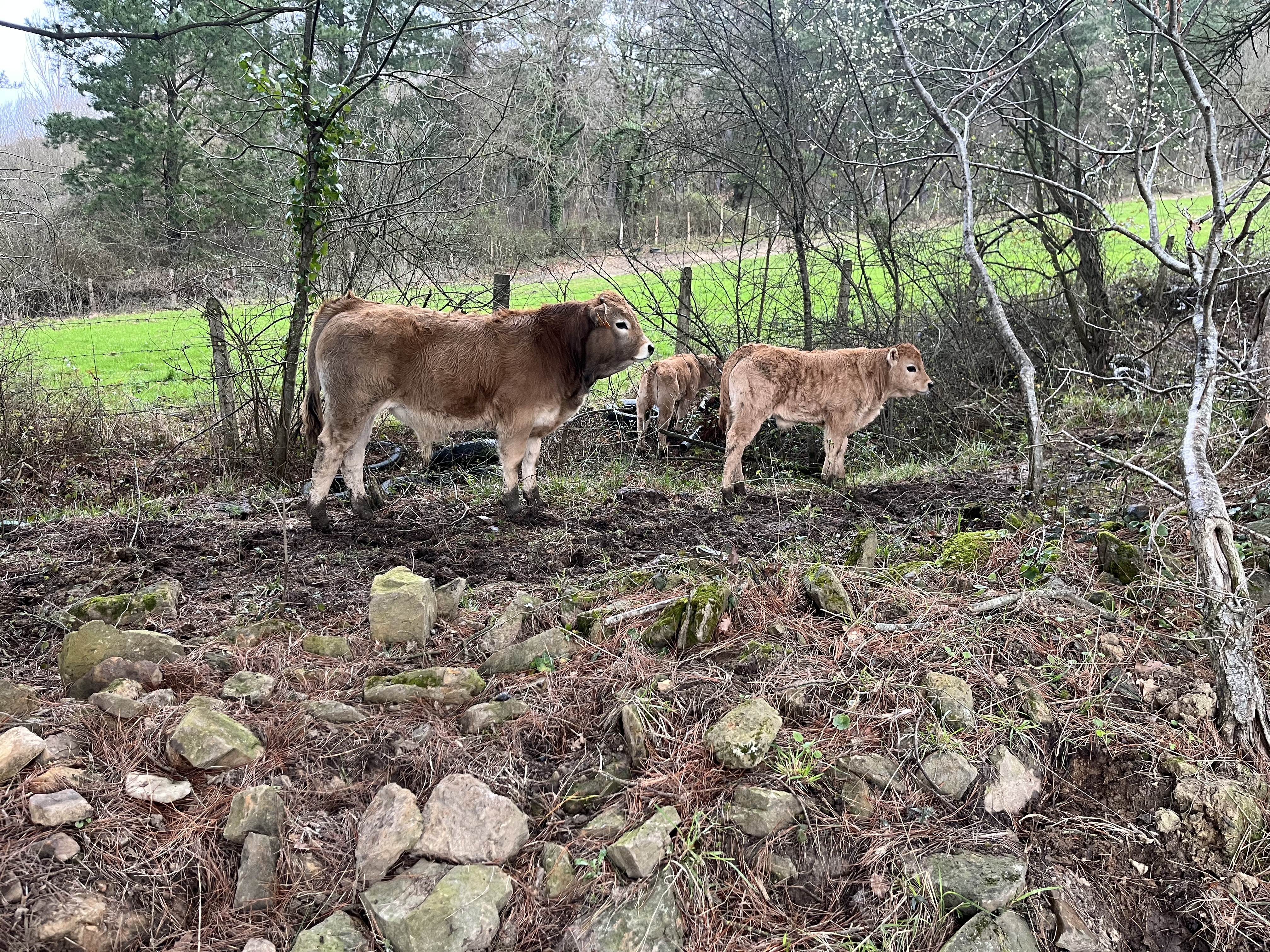 Novillos aubrac imagen 4