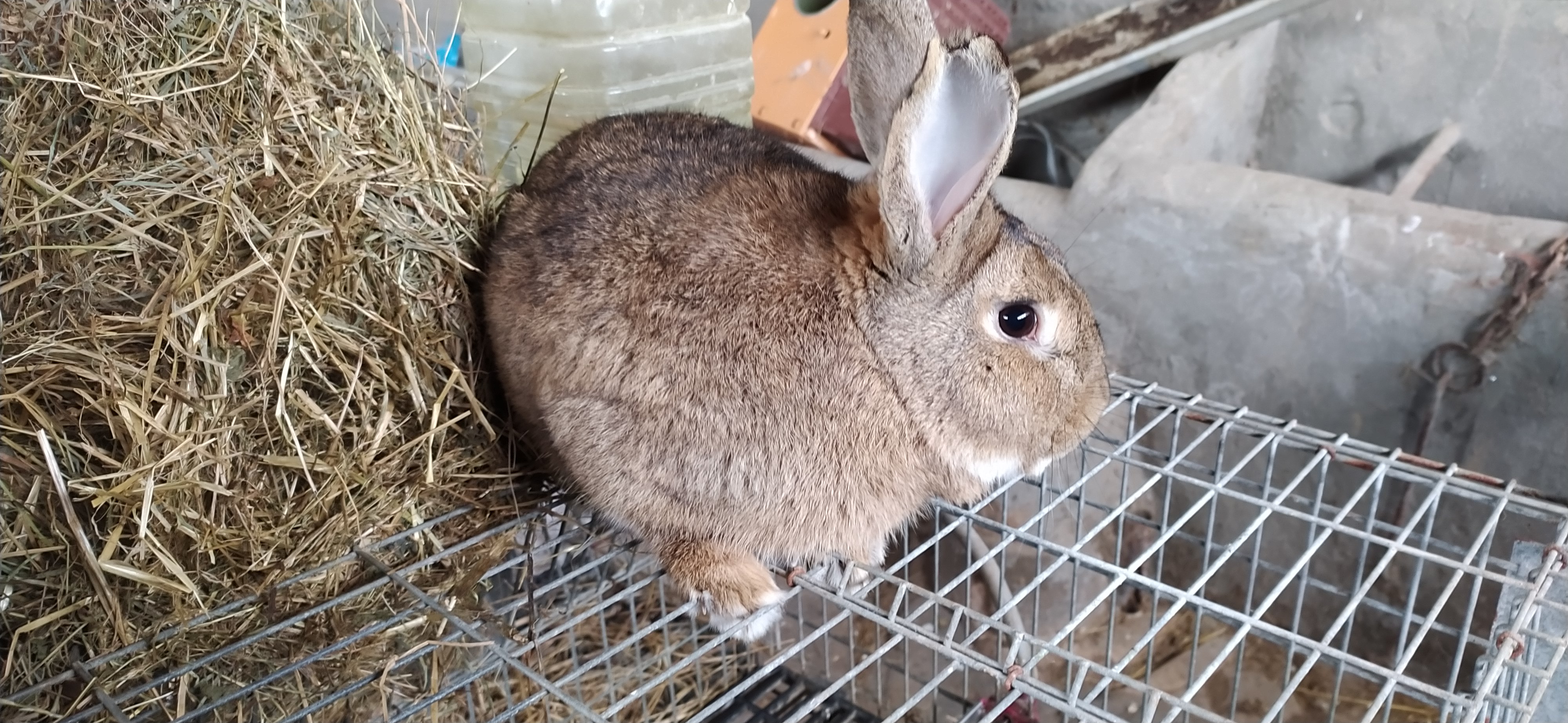 Conejos pardo vasco imagen 6