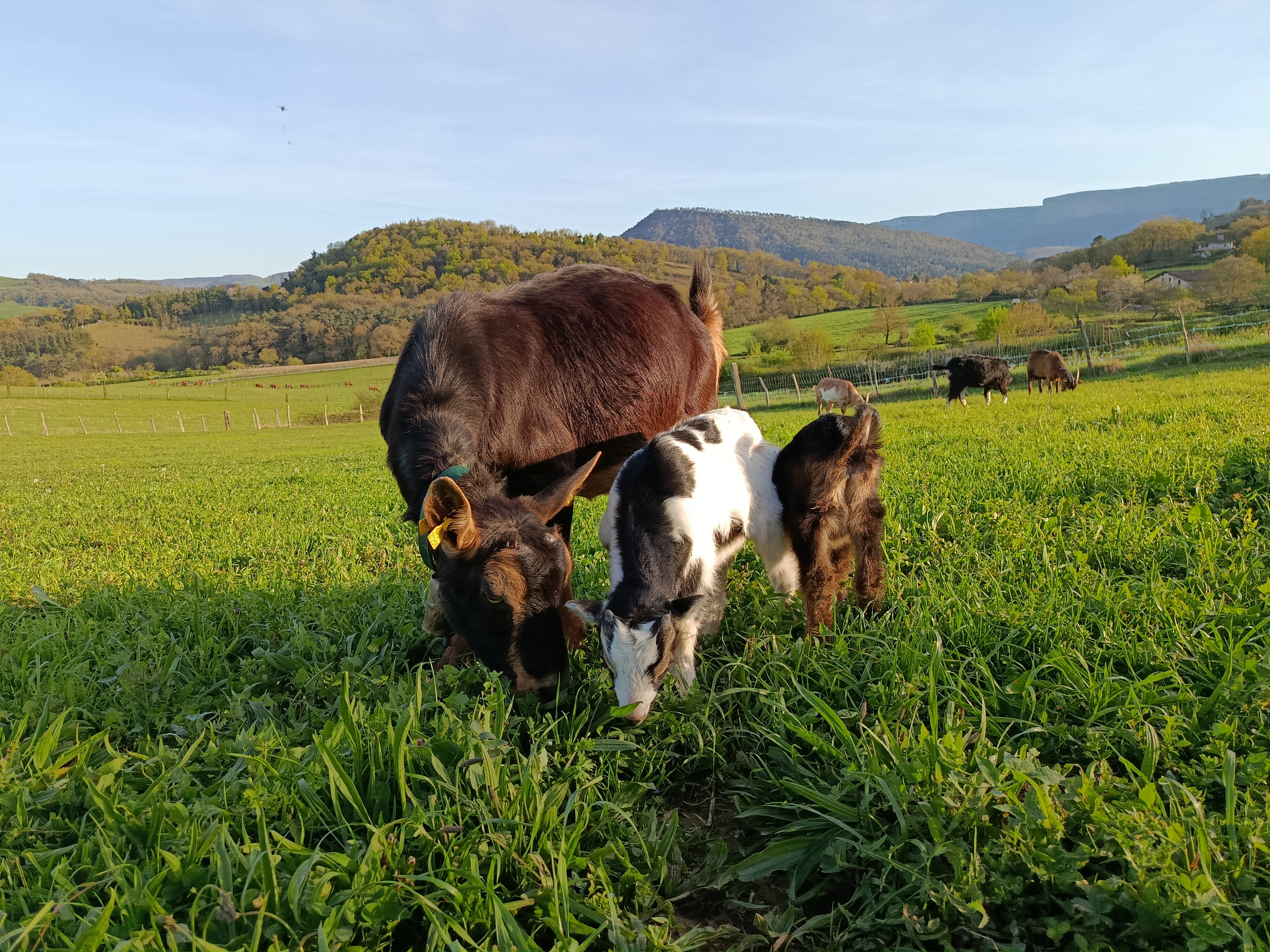 Cabra azpigorri mocha en Álava