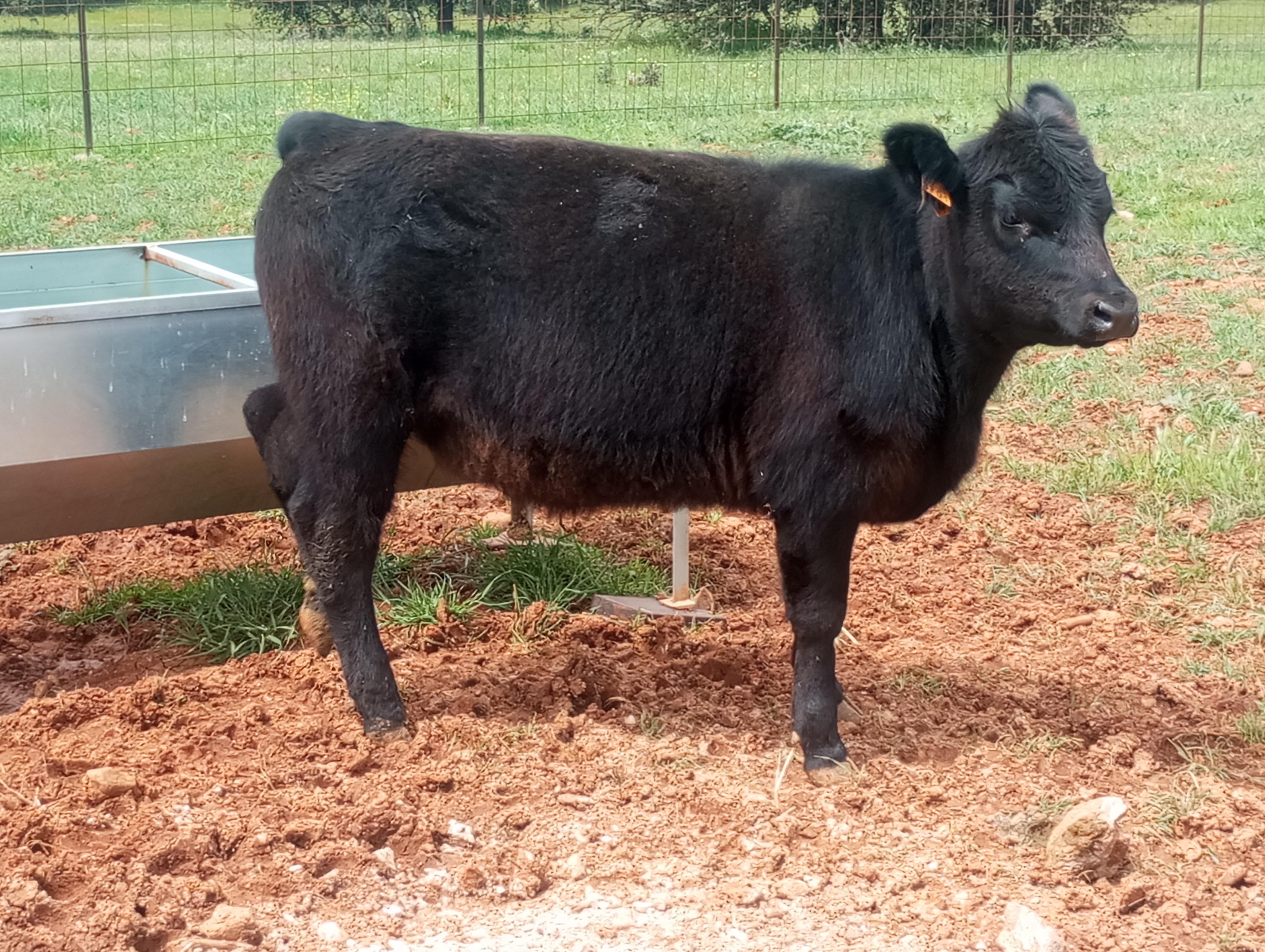 Venta de Angus. en Ciudad Real - imagen 2