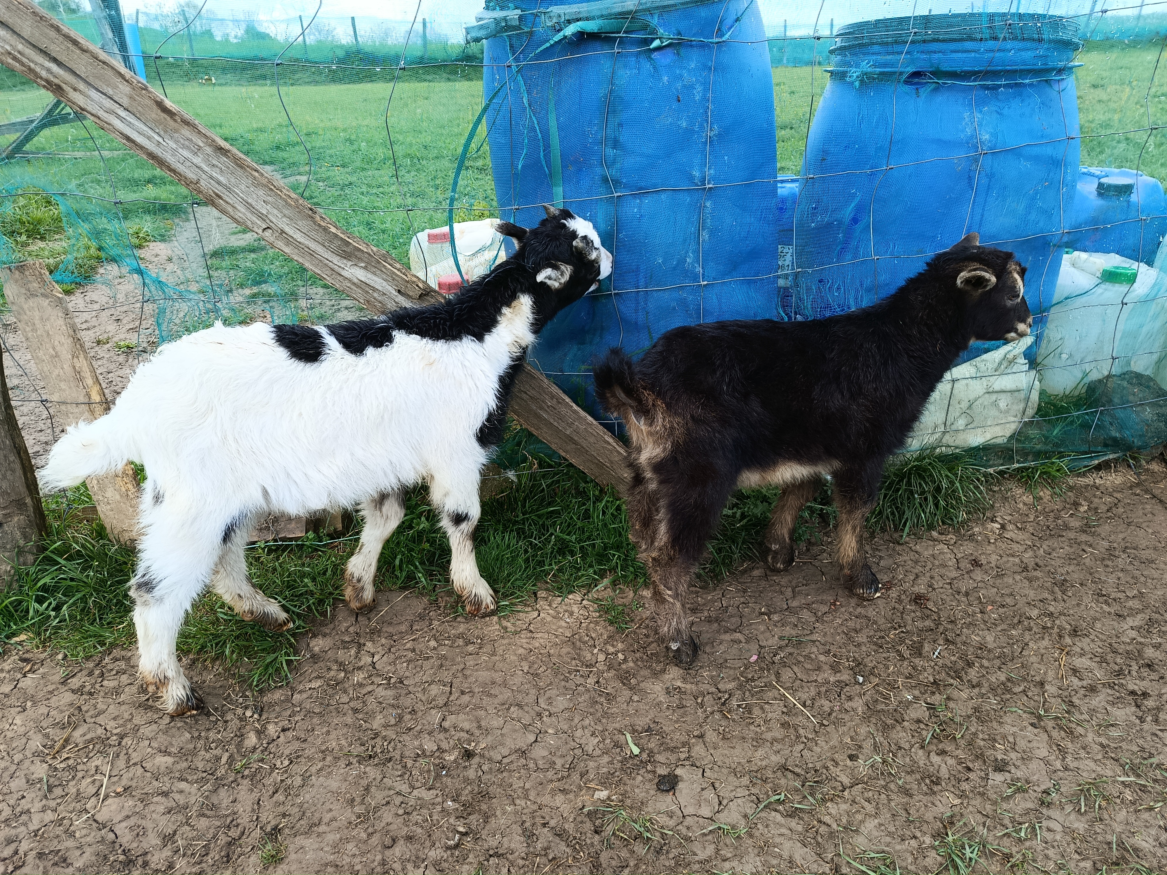 Cabra azpigorri mocha en Álava - imagen 5