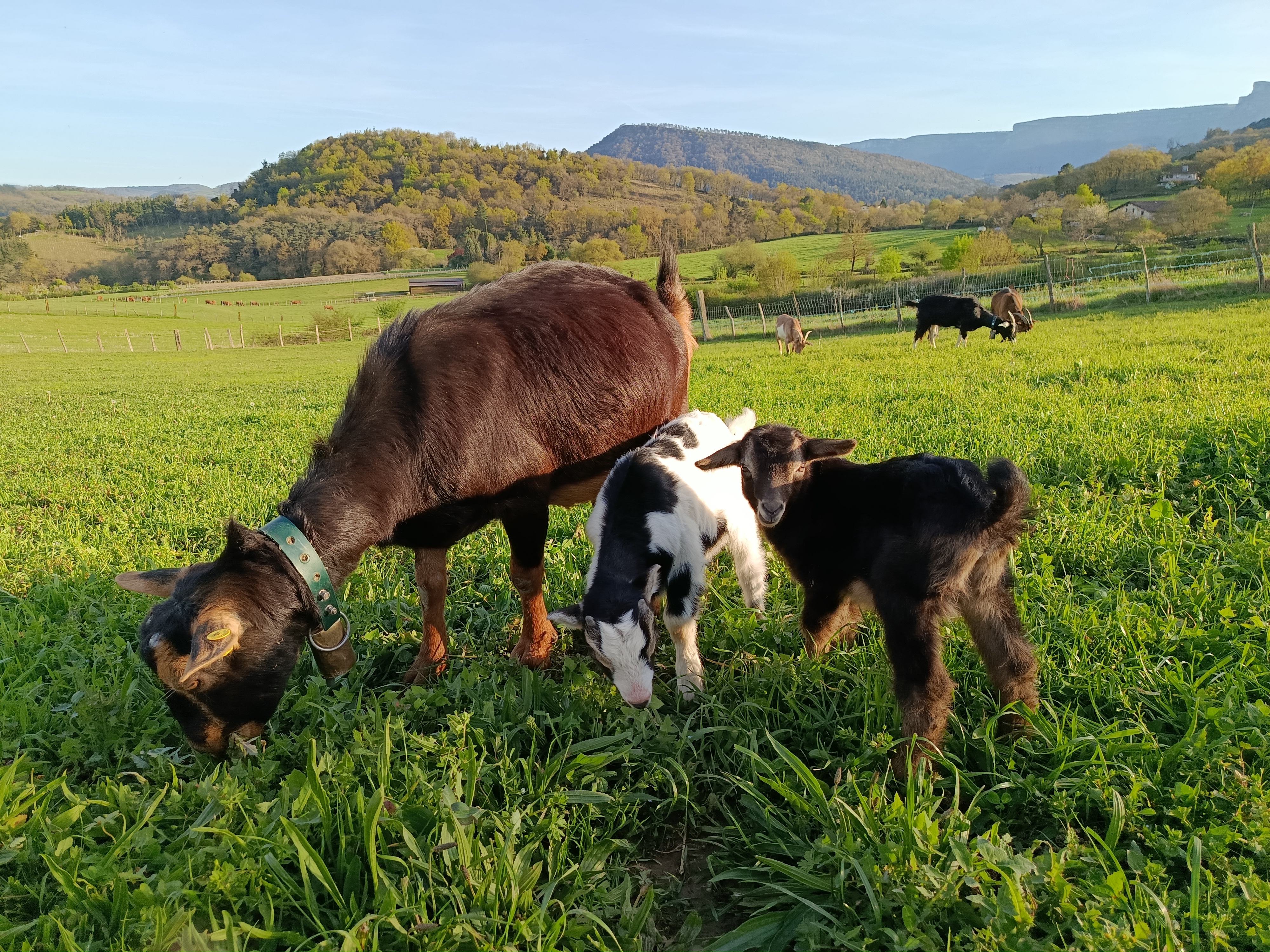 Cabra azpigorri mocha en Álava - imagen 2