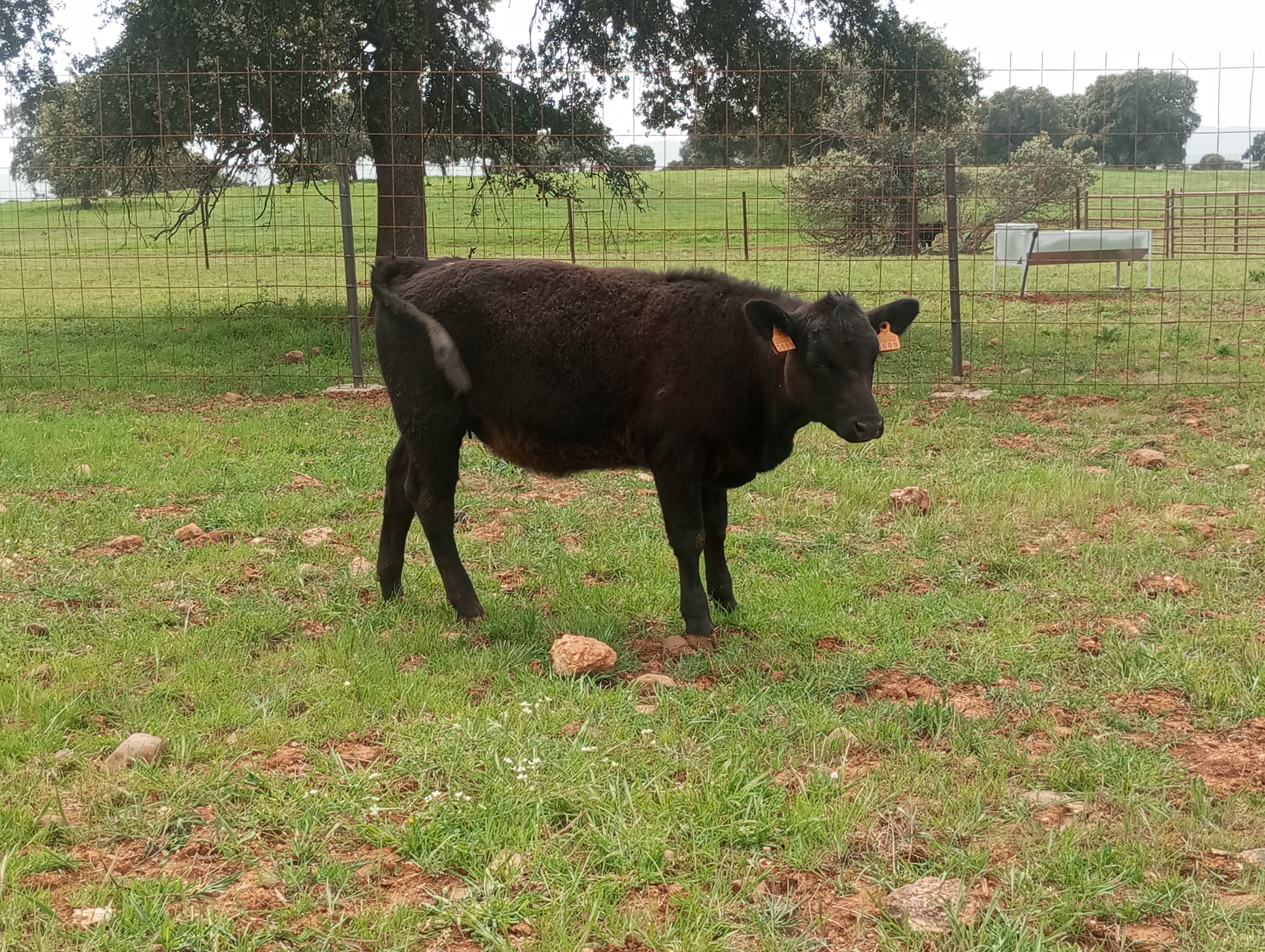 Venta de Angus. en Ciudad Real - imagen 3