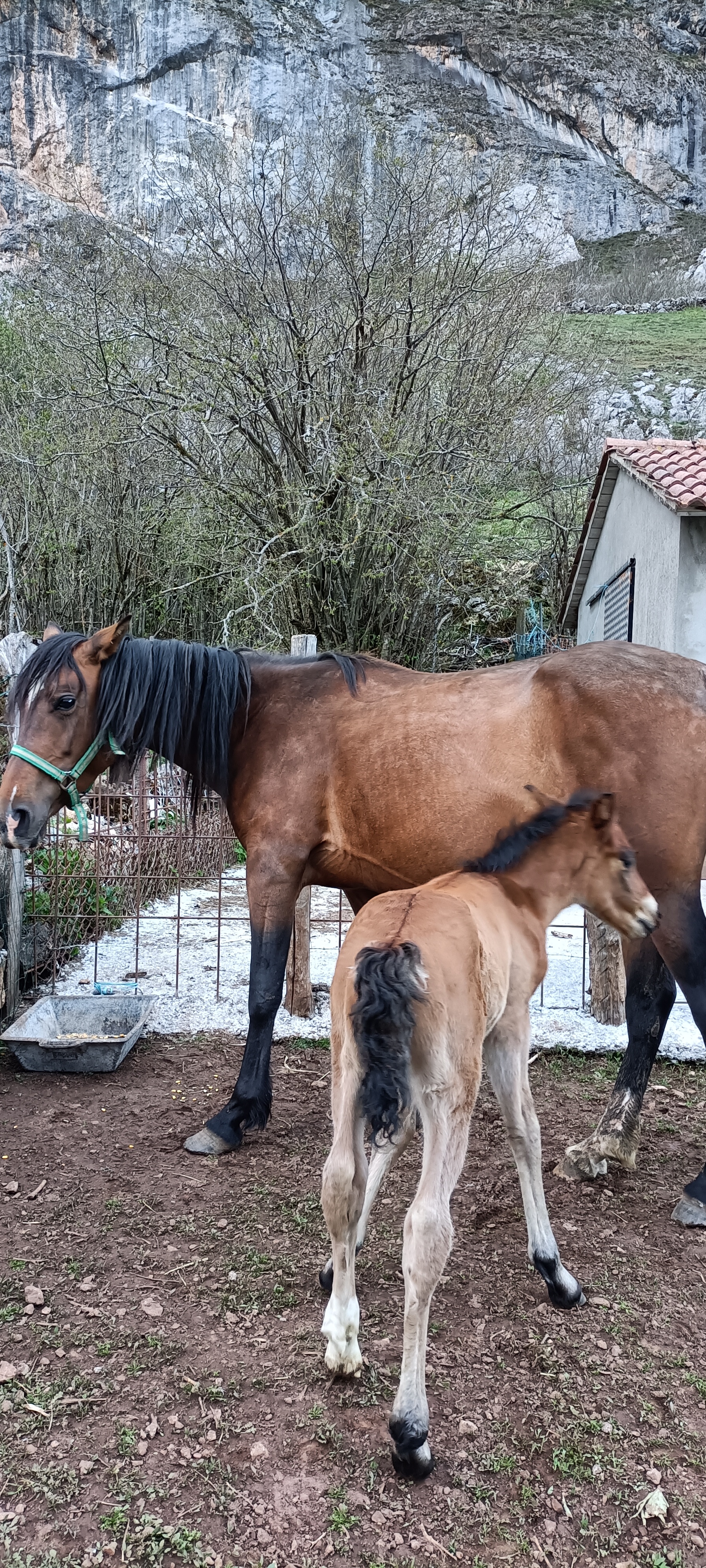 Yegua con cría en Asturias - imagen 1