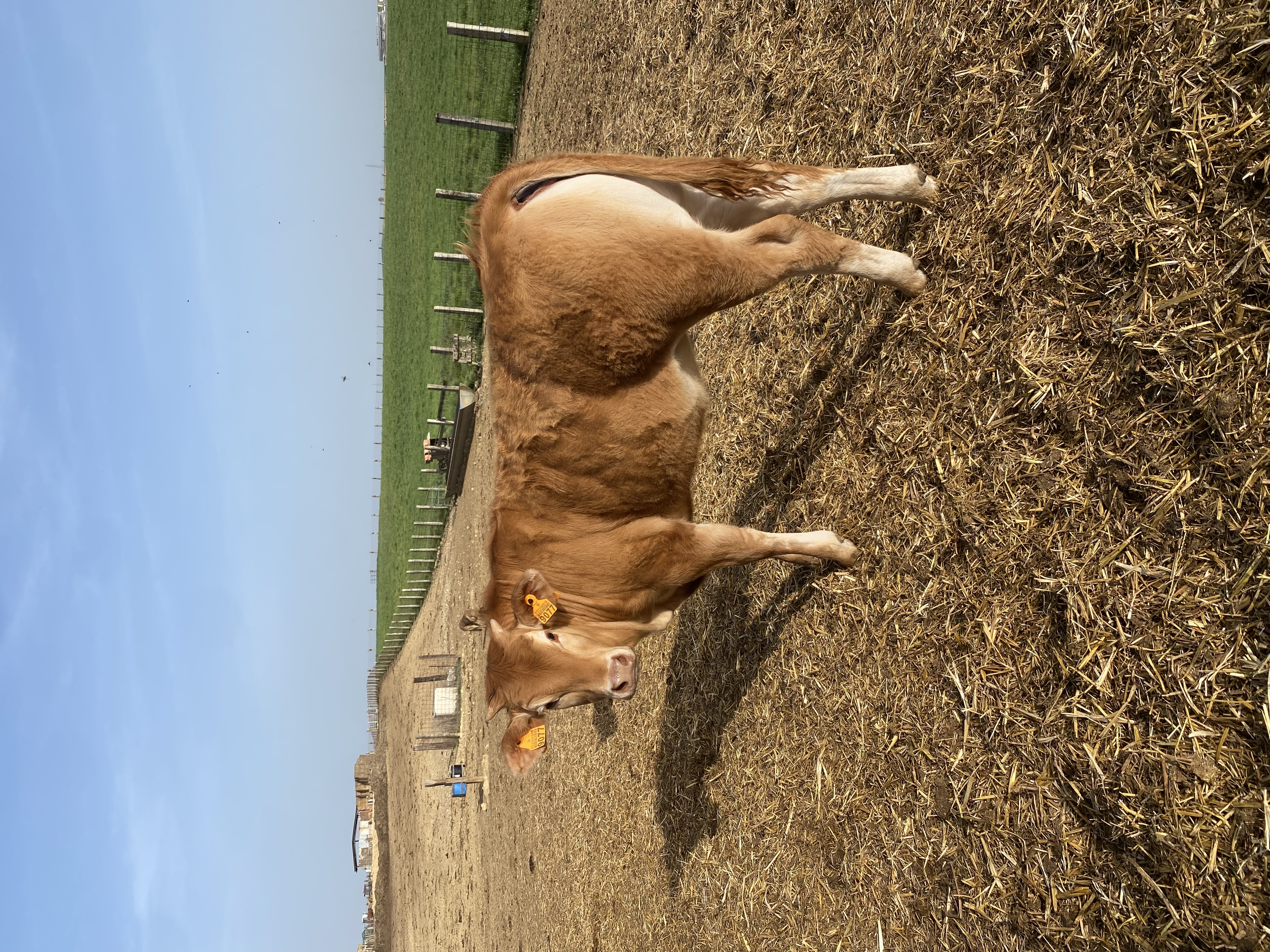 Vendo 5 terneras limousinas en Palencia - imagen 5