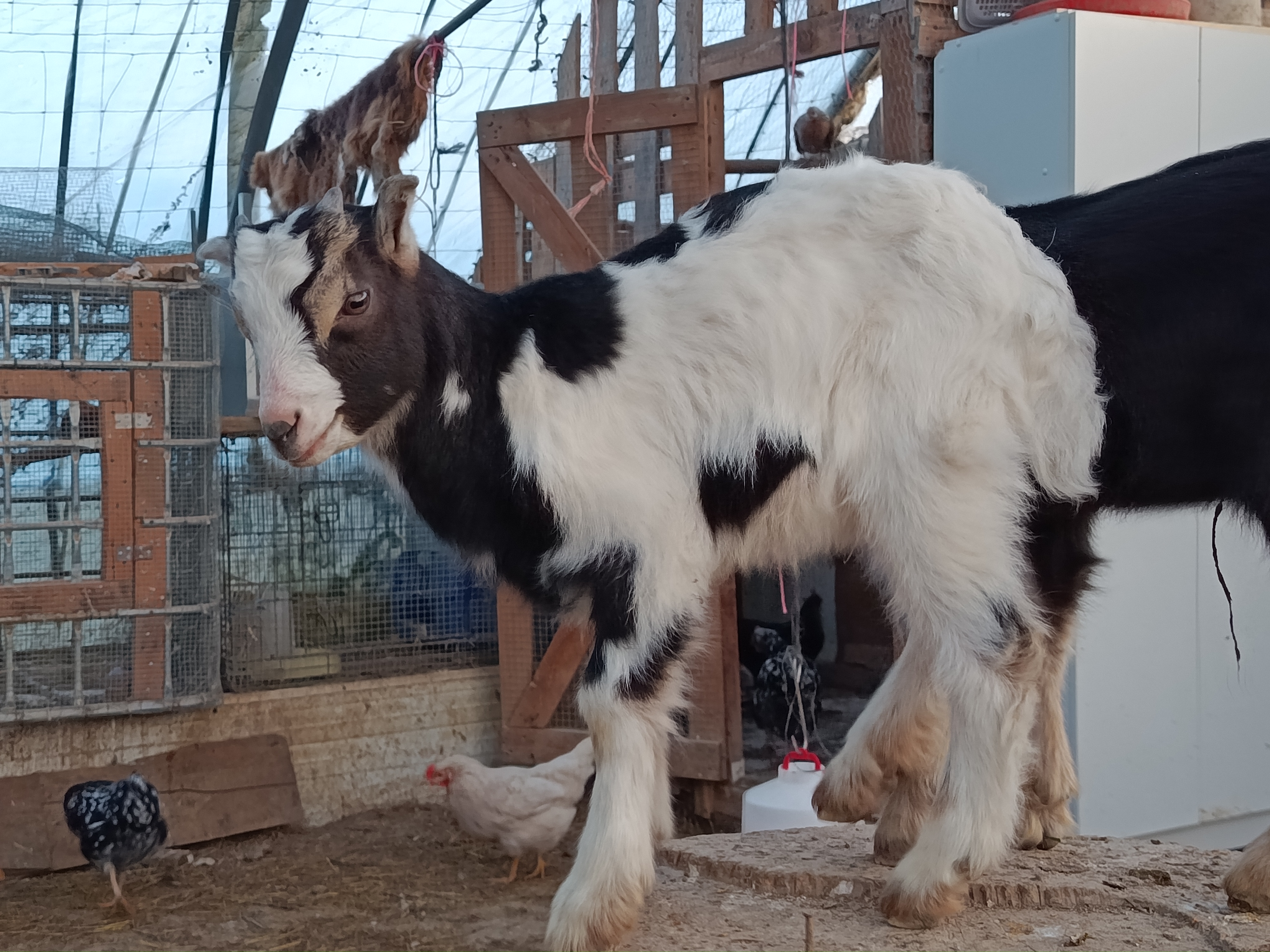 Cabra azpigorri mocha en Álava - imagen 4