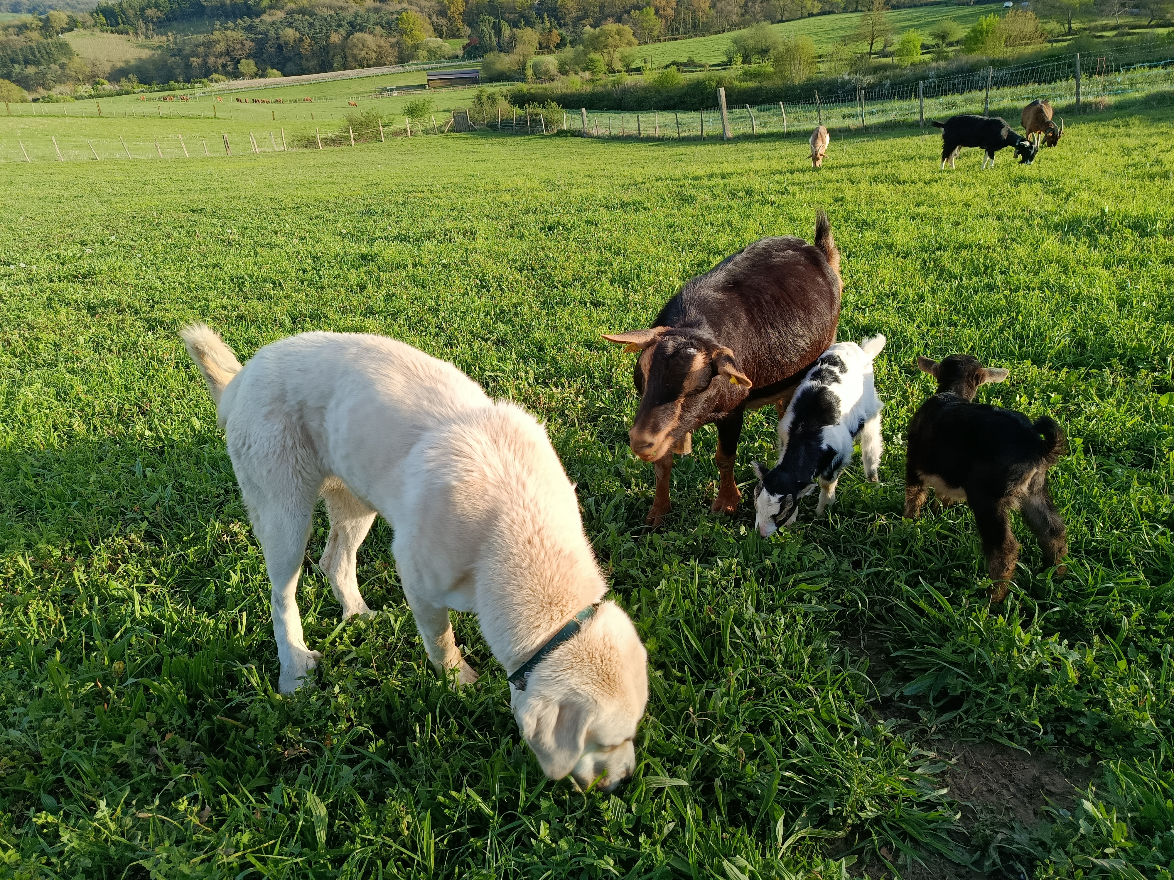 Cabra azpigorri mocha en Álava - imagen 3