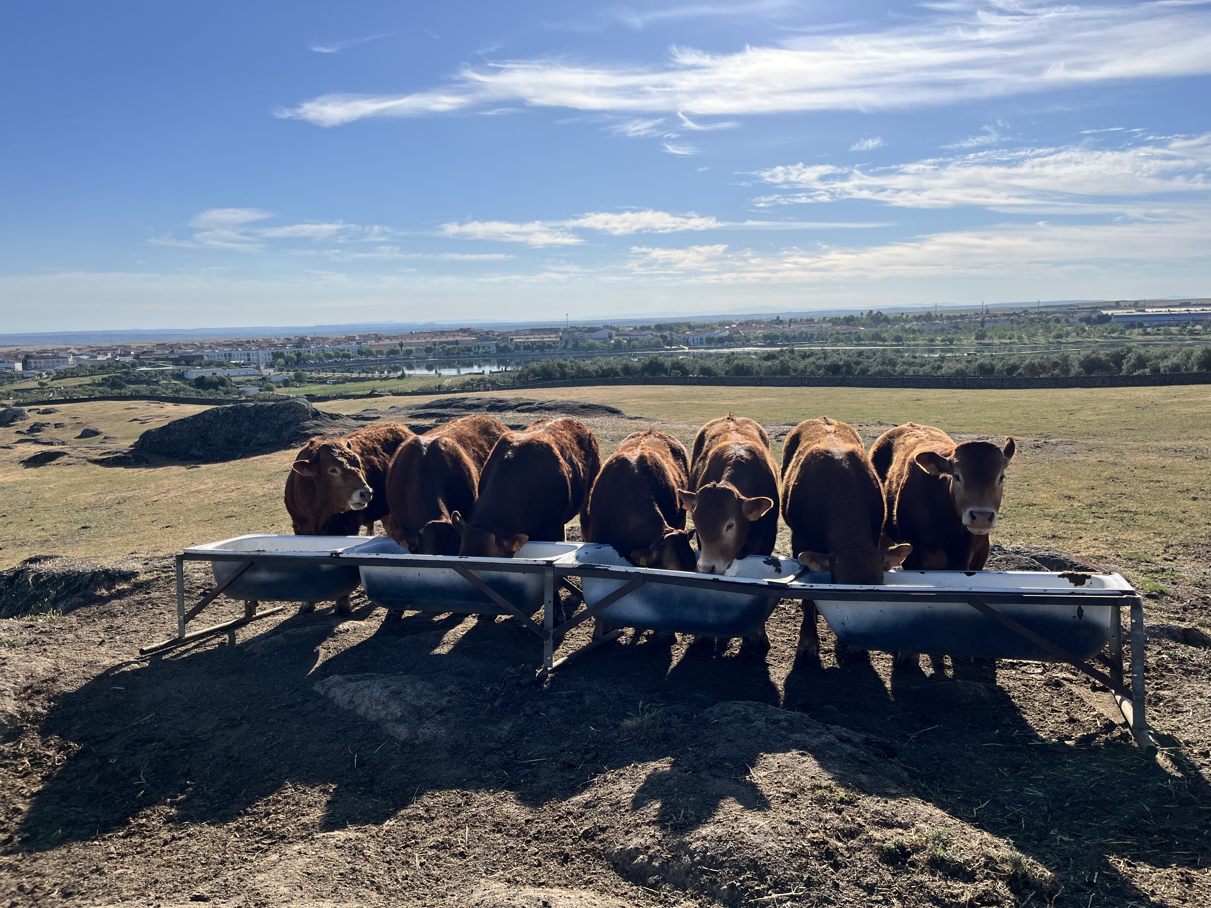Machos limusines para sementales en Cáceres - imagen 3