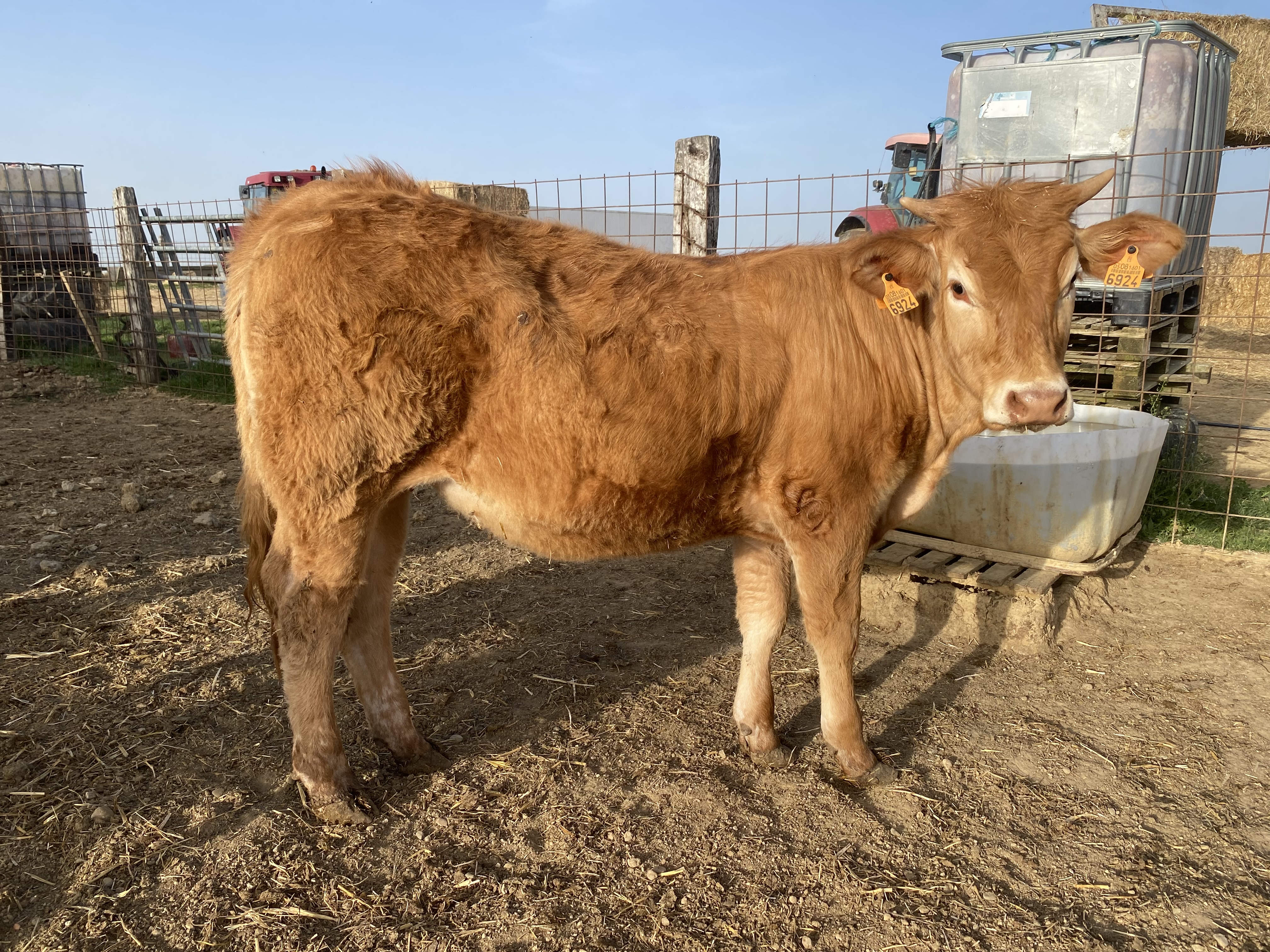 Vendo 5 terneras limousinas en Palencia - imagen 1