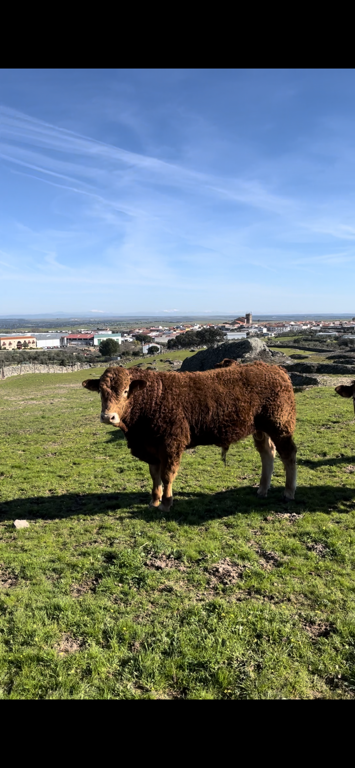 Machos limusines para sementales en Cáceres - imagen 5