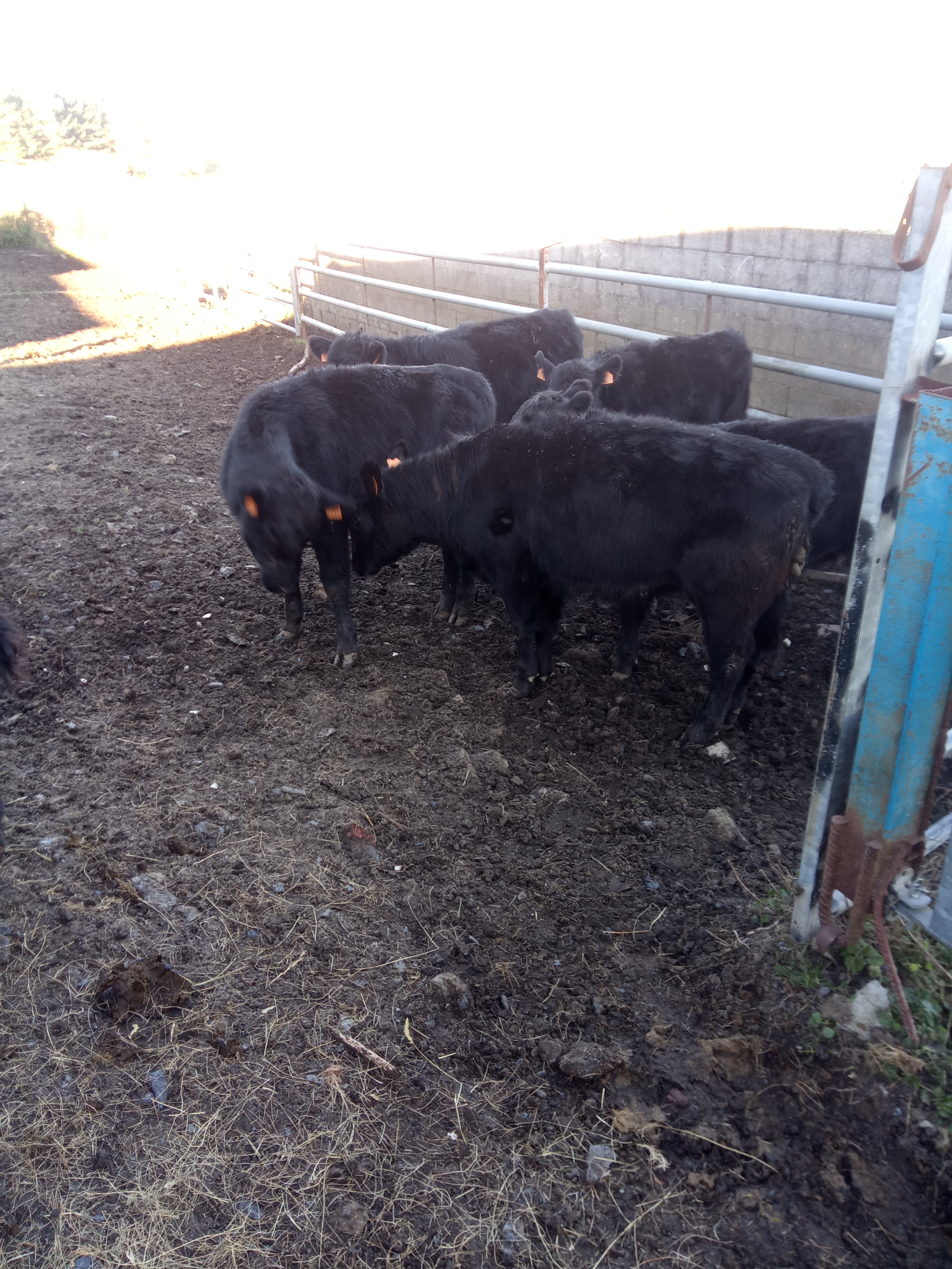 Machos Angus imagen 1