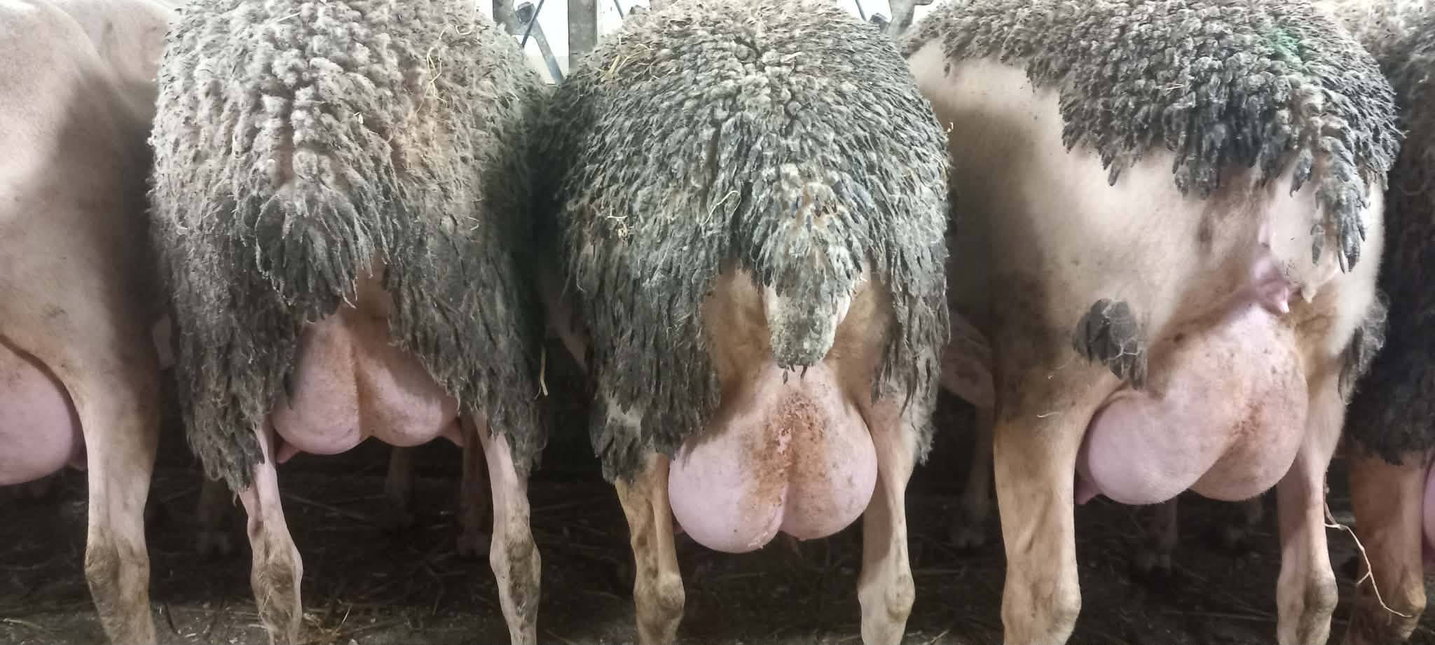 Corderas y Machos Lacaune en Albacete - imagen 4