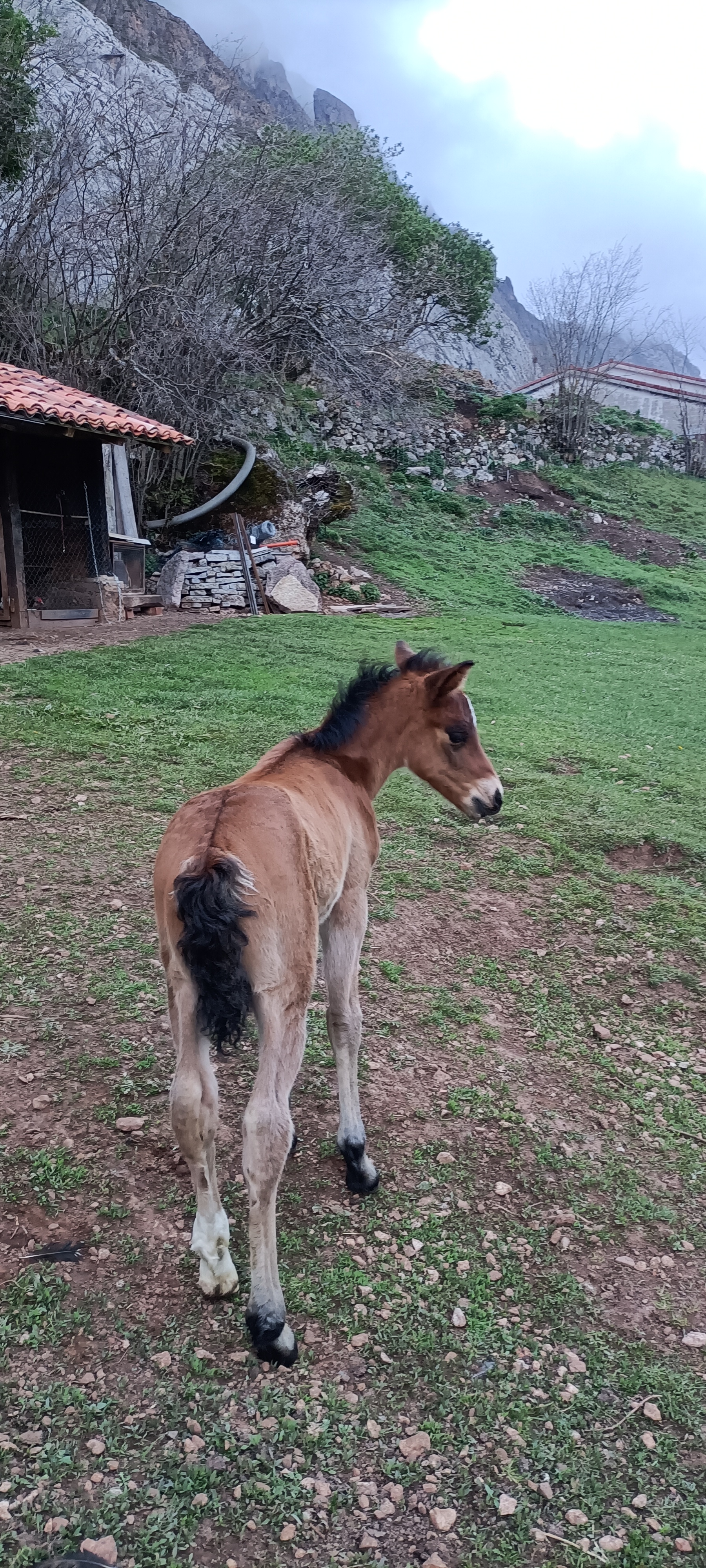 Yegua con cría en Asturias - imagen 2