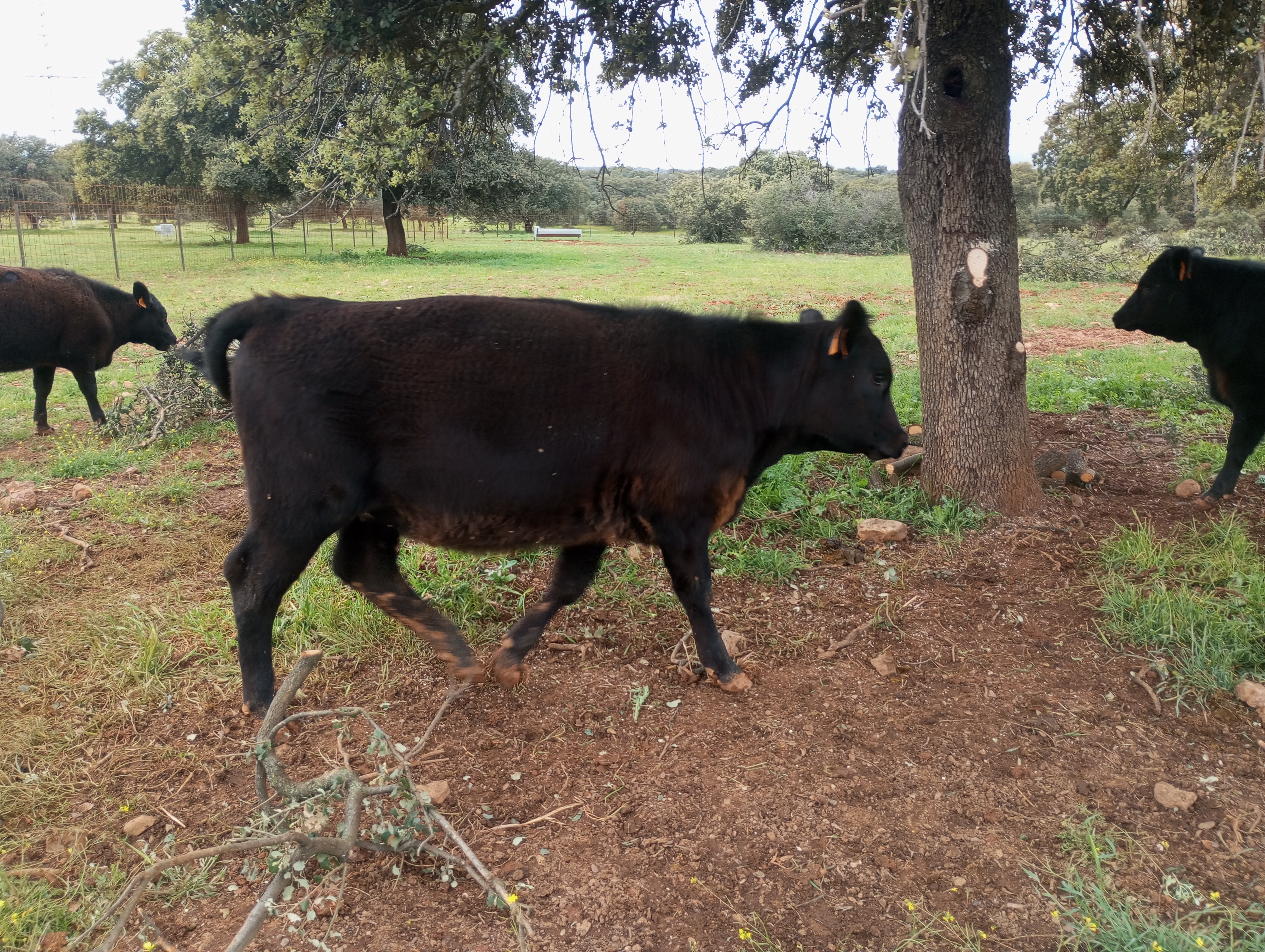 Venta de Angus. en Ciudad Real - imagen 7