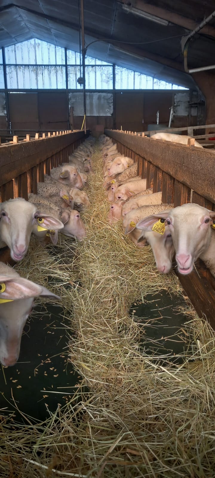 Corderas y Machos Lacaune en Albacete - imagen 3