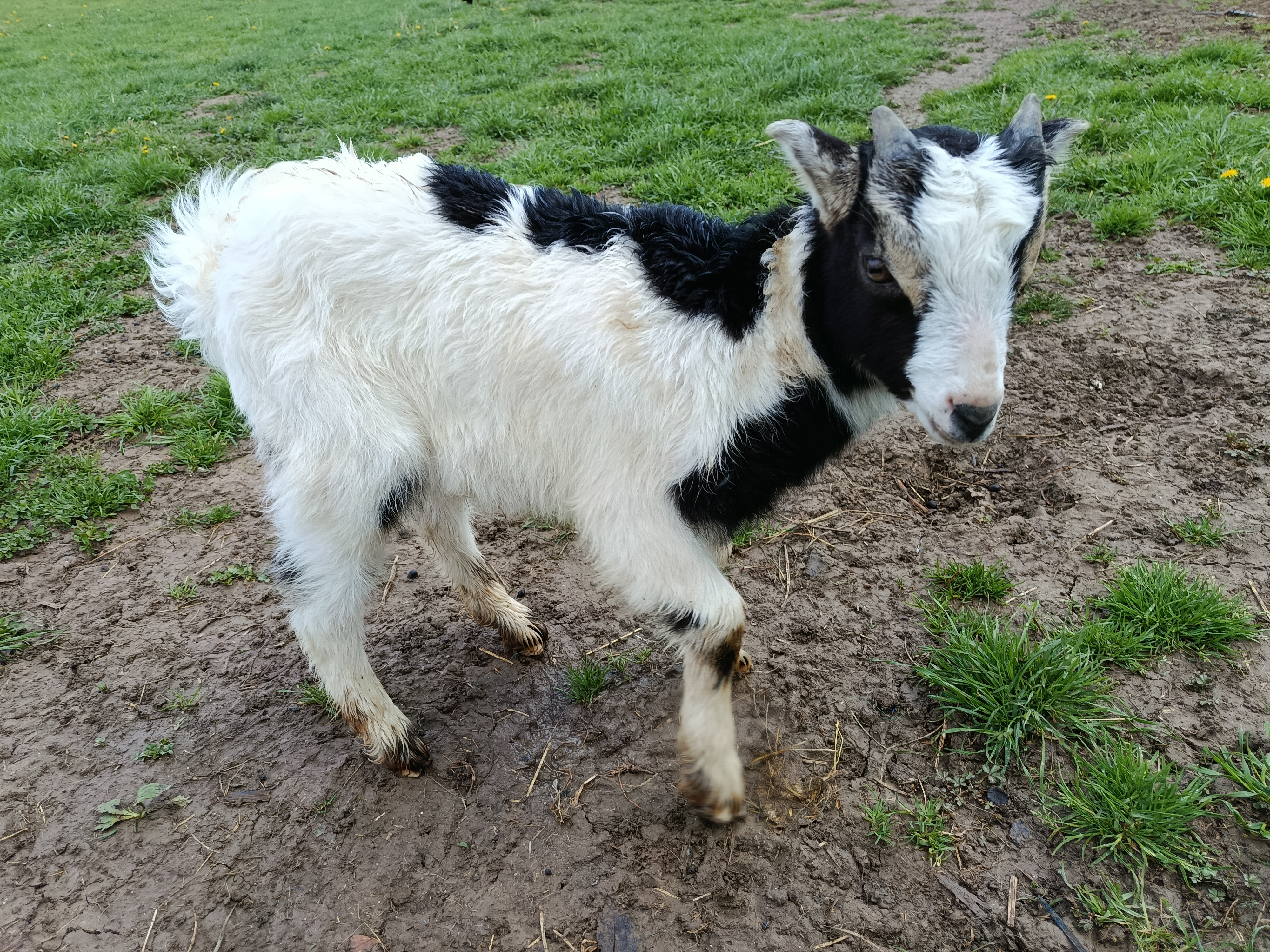 Cabra azpigorri mocha en Álava - imagen 6