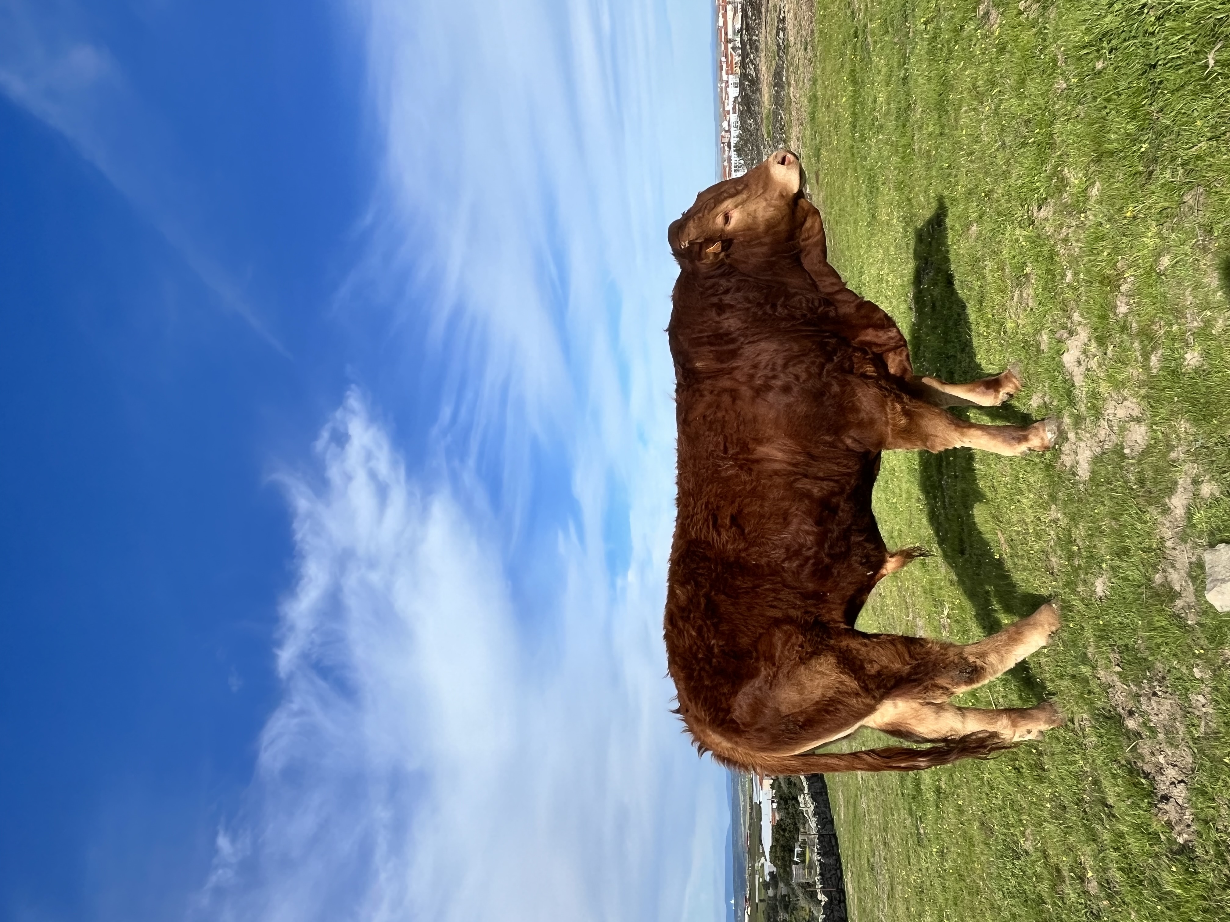 Machos limusines para sementales en Cáceres - imagen 2