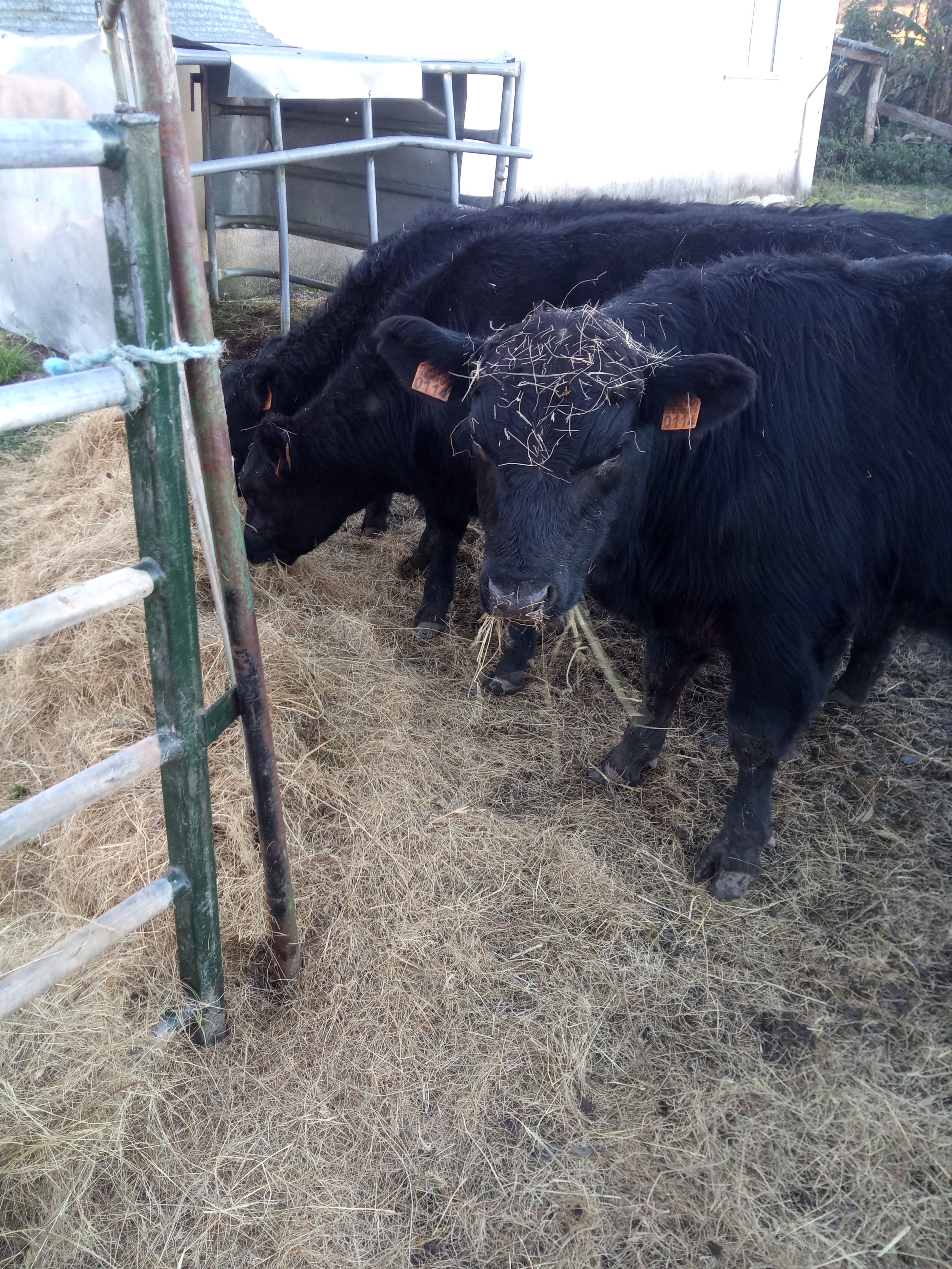 Machos Angus imagen 2