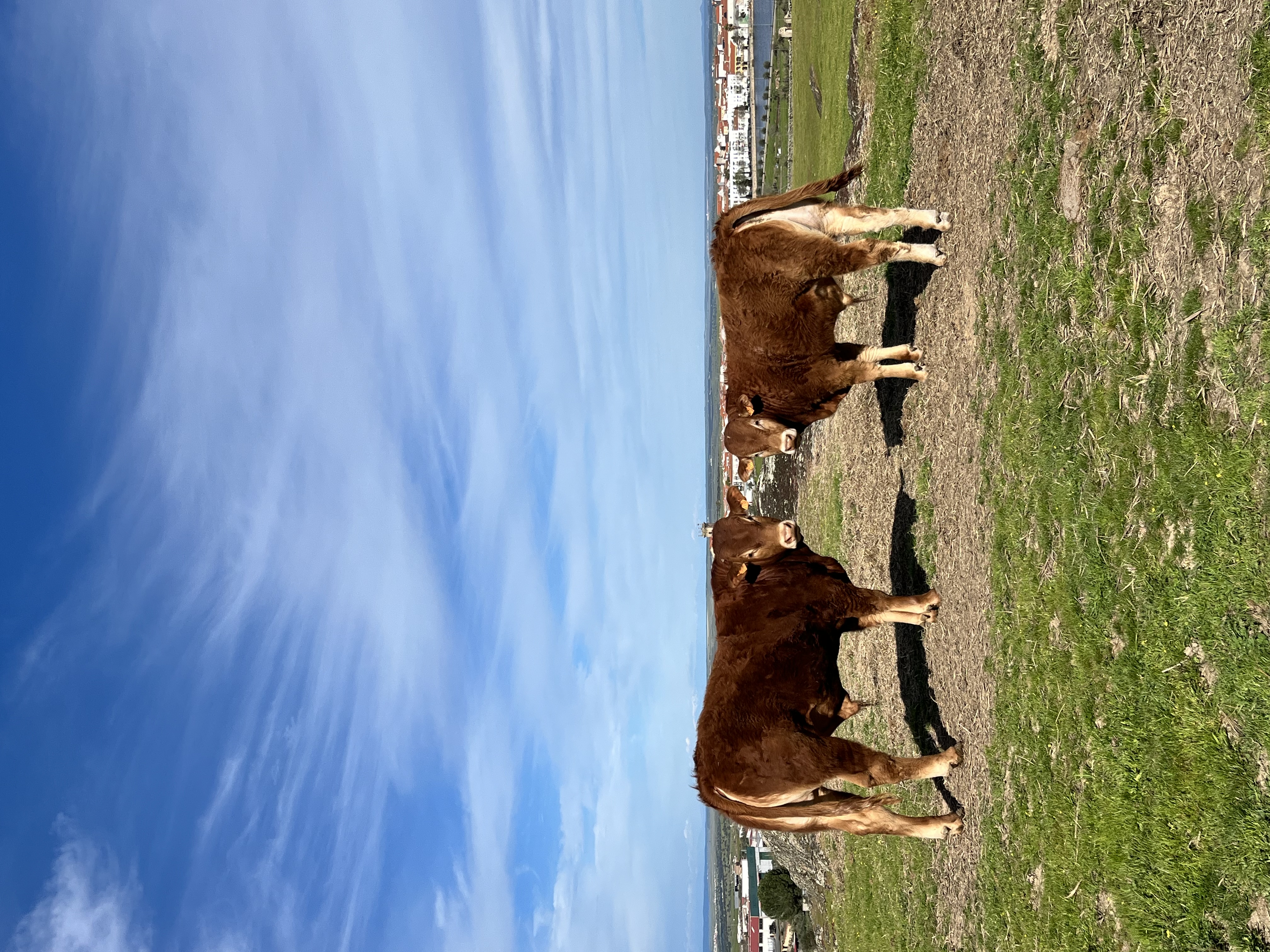 Machos limusines para sementales en Cáceres - imagen 6