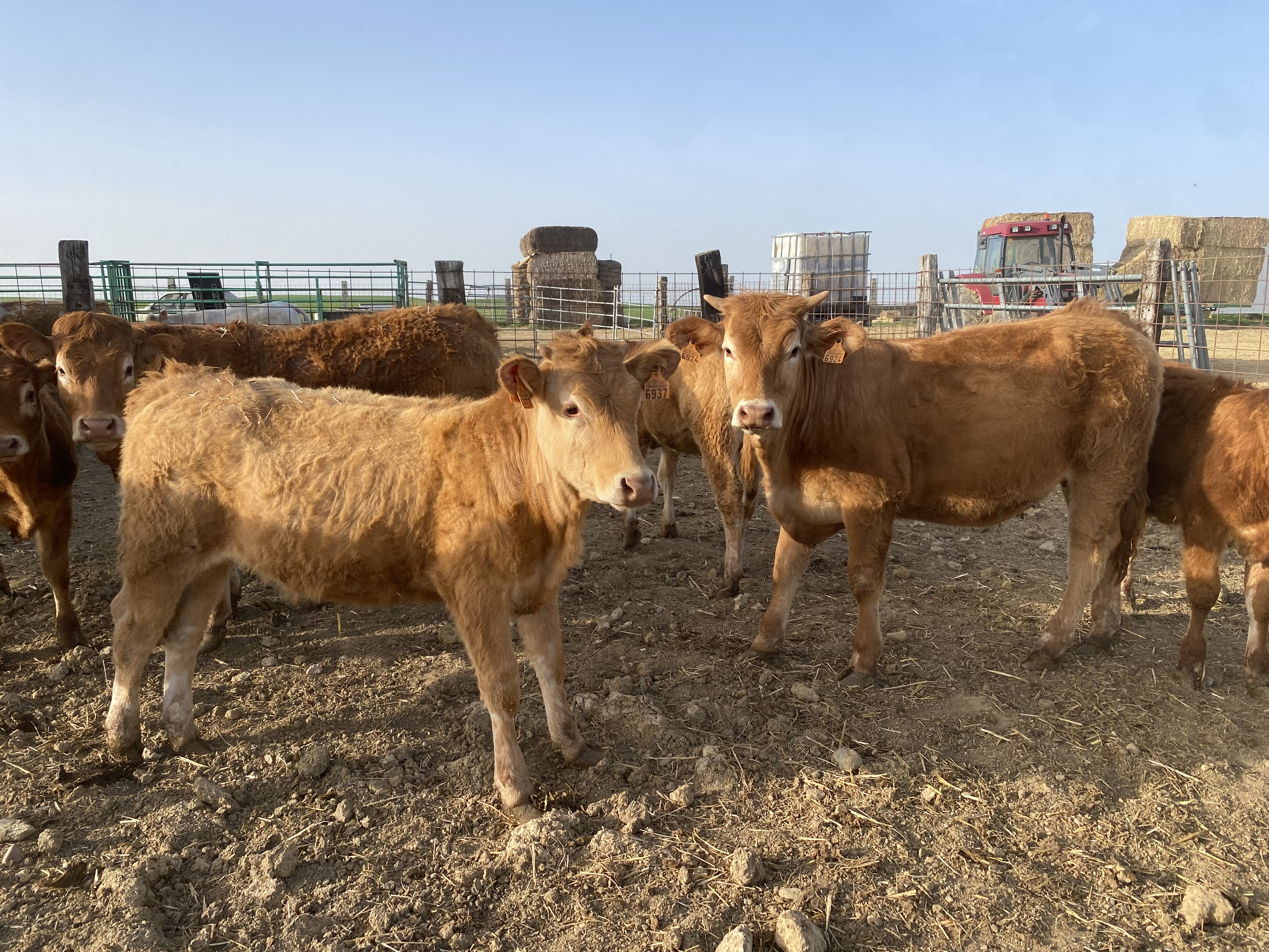 Vendo 5 terneras limousinas en Palencia - imagen 4