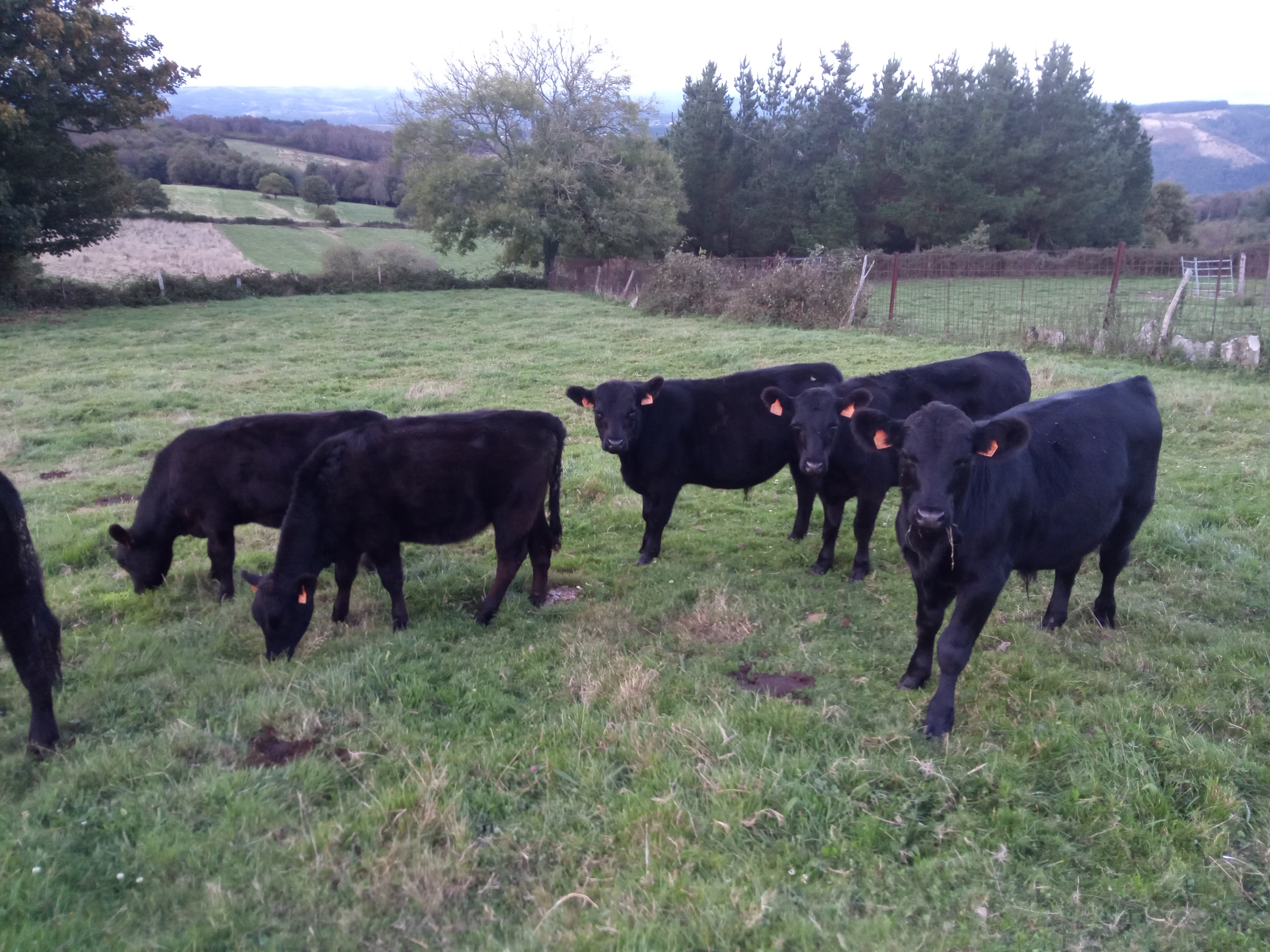 Machos Angus imagen 6