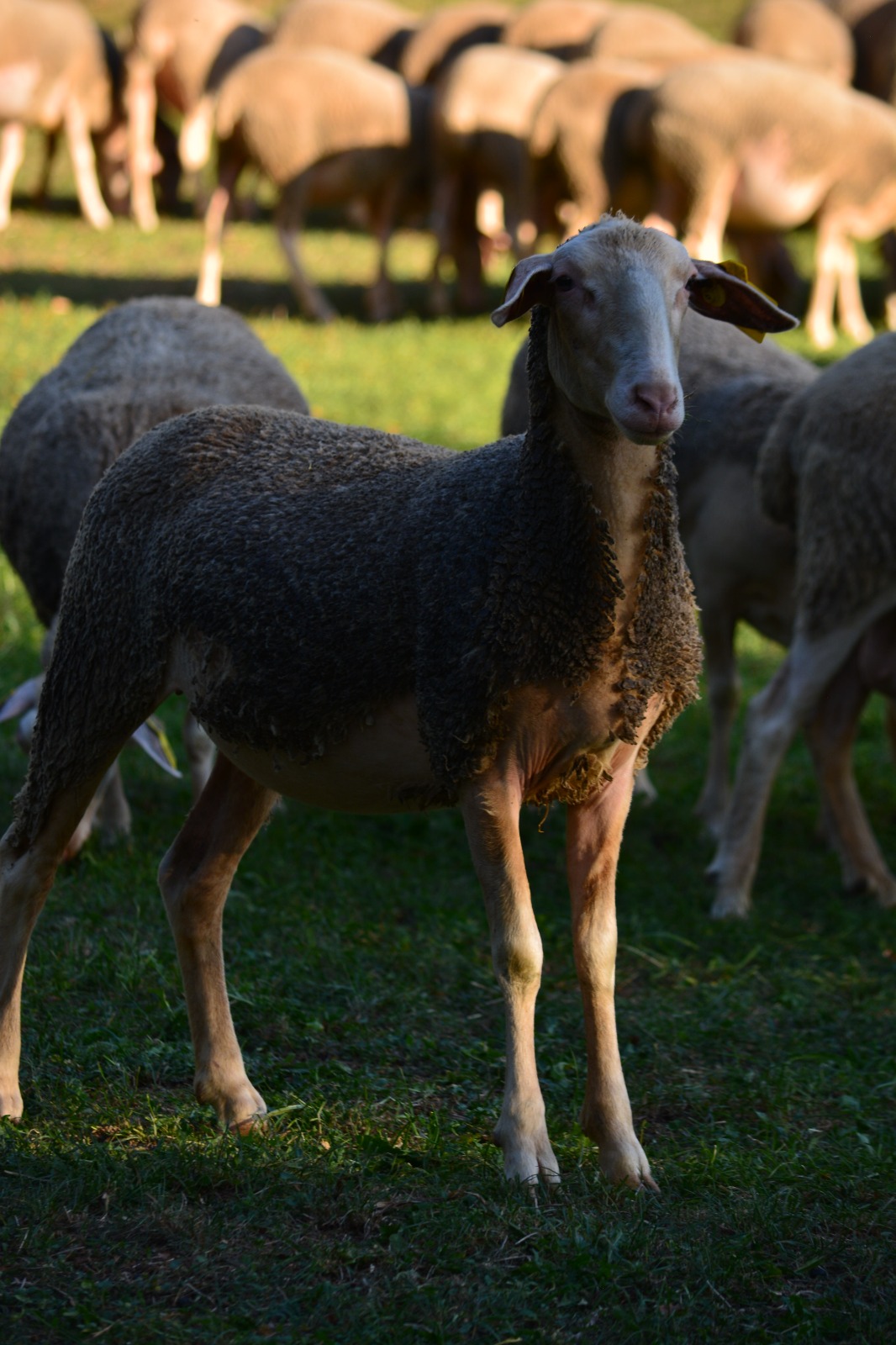 Corderas y Machos Lacaune en Albacete - imagen 2