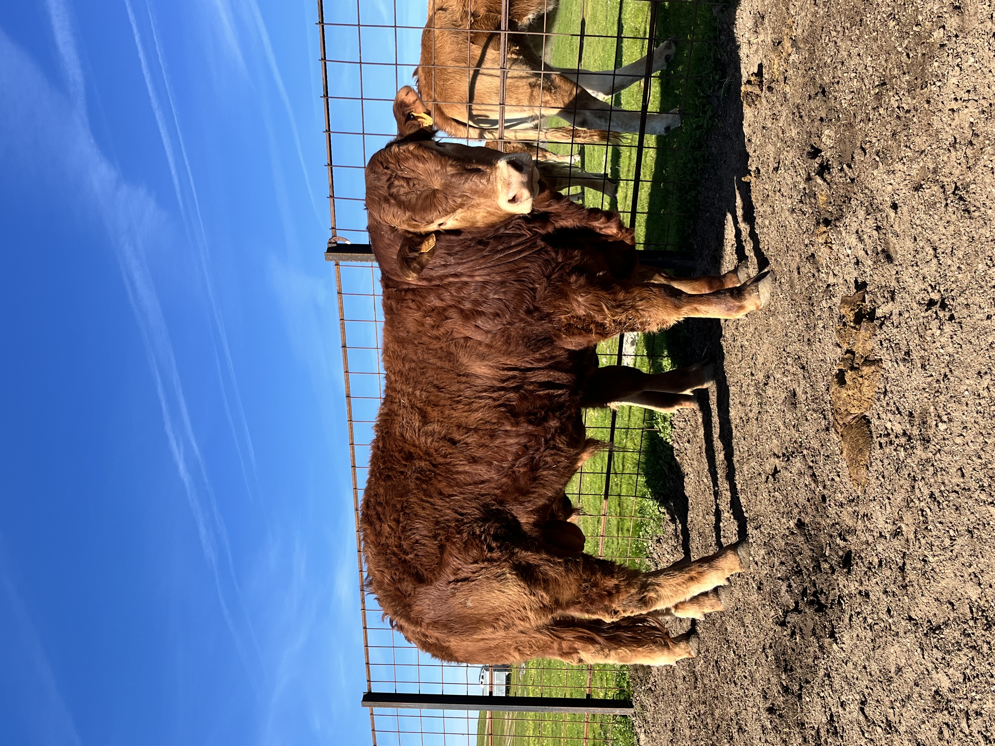 Machos limusines para sementales en Cáceres - imagen 4
