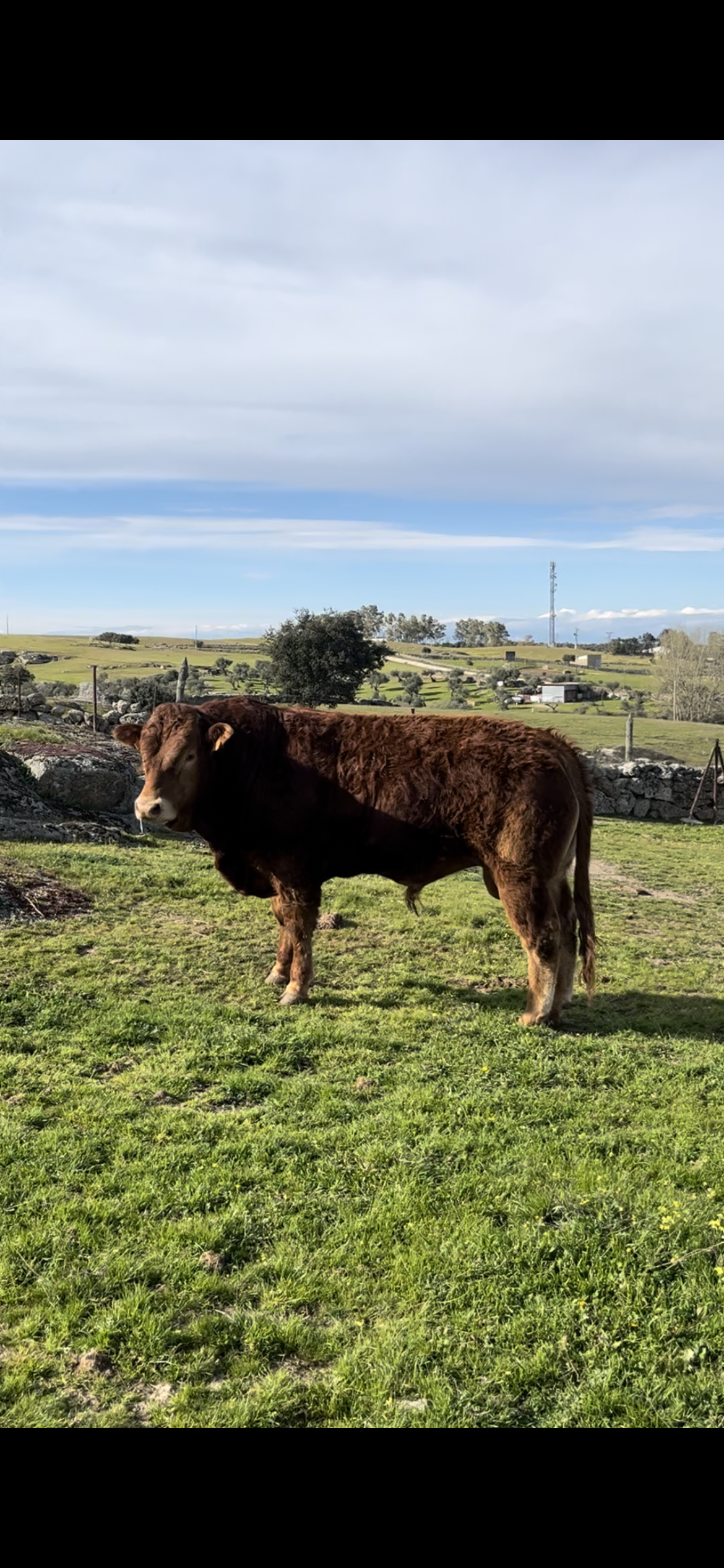 Machos limusines para sementales en Cáceres - imagen 1
