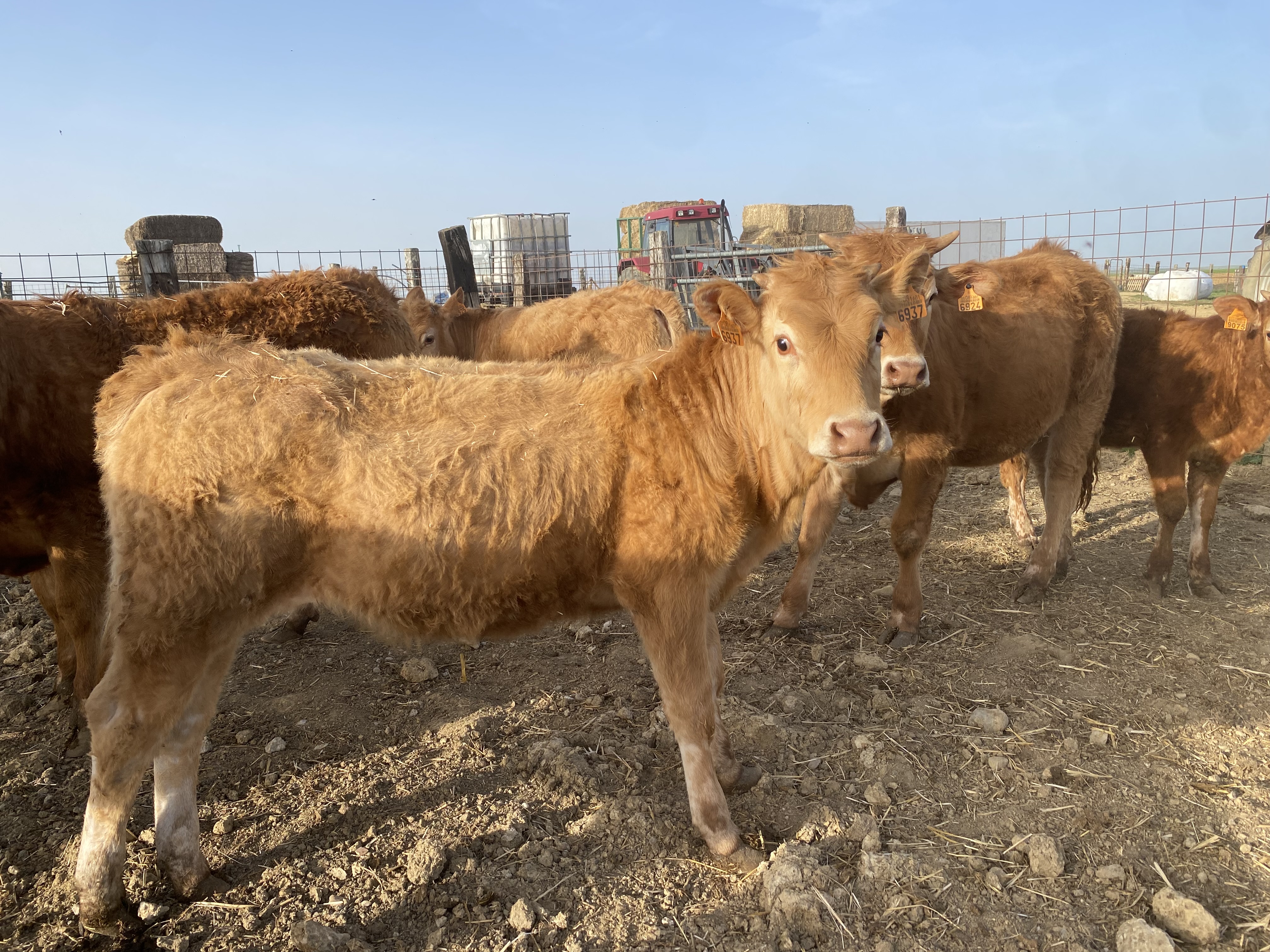Vendo 5 terneras limousinas en Palencia - imagen 2
