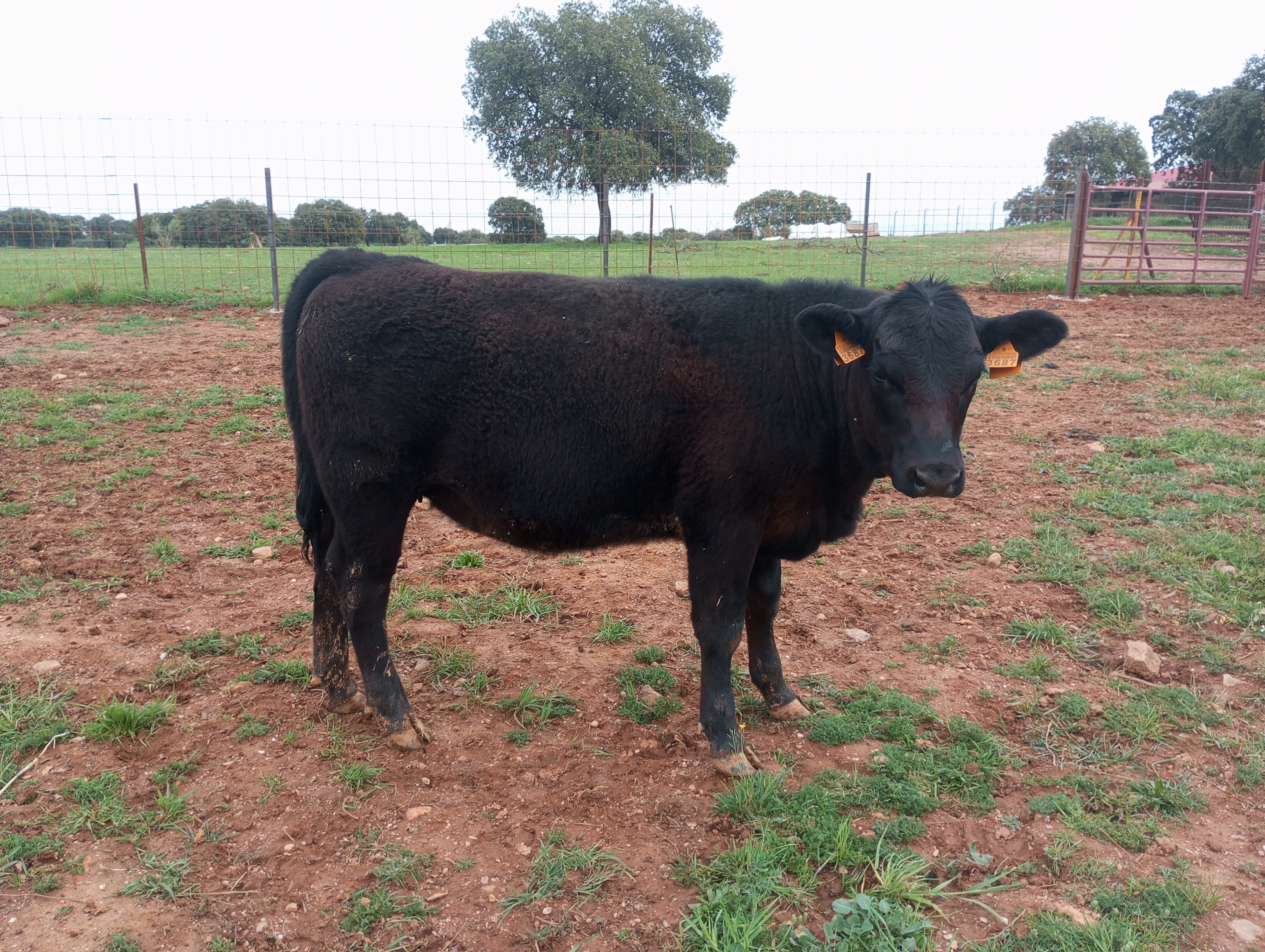 Venta de Angus. en Ciudad Real - imagen 6