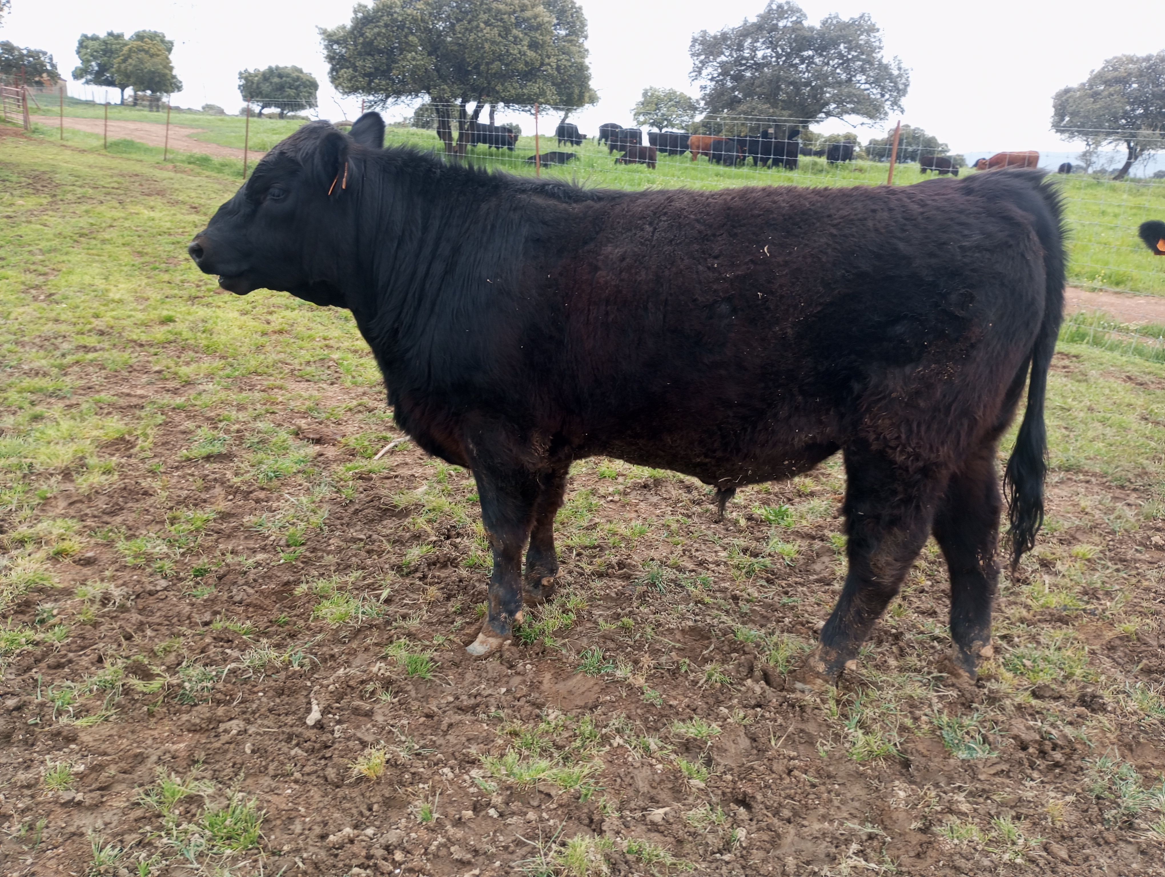 Venta de Angus. en Ciudad Real - imagen 5