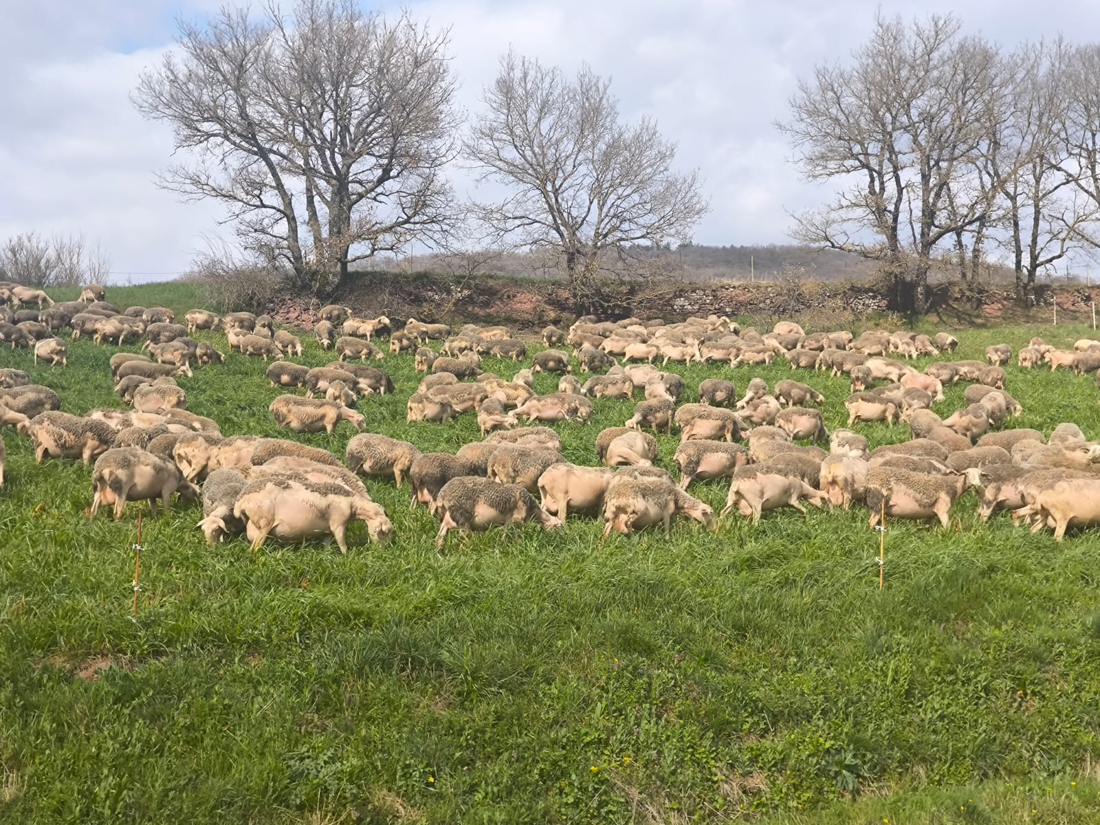 Corderas y Machos Lacaune en Albacete - imagen 1