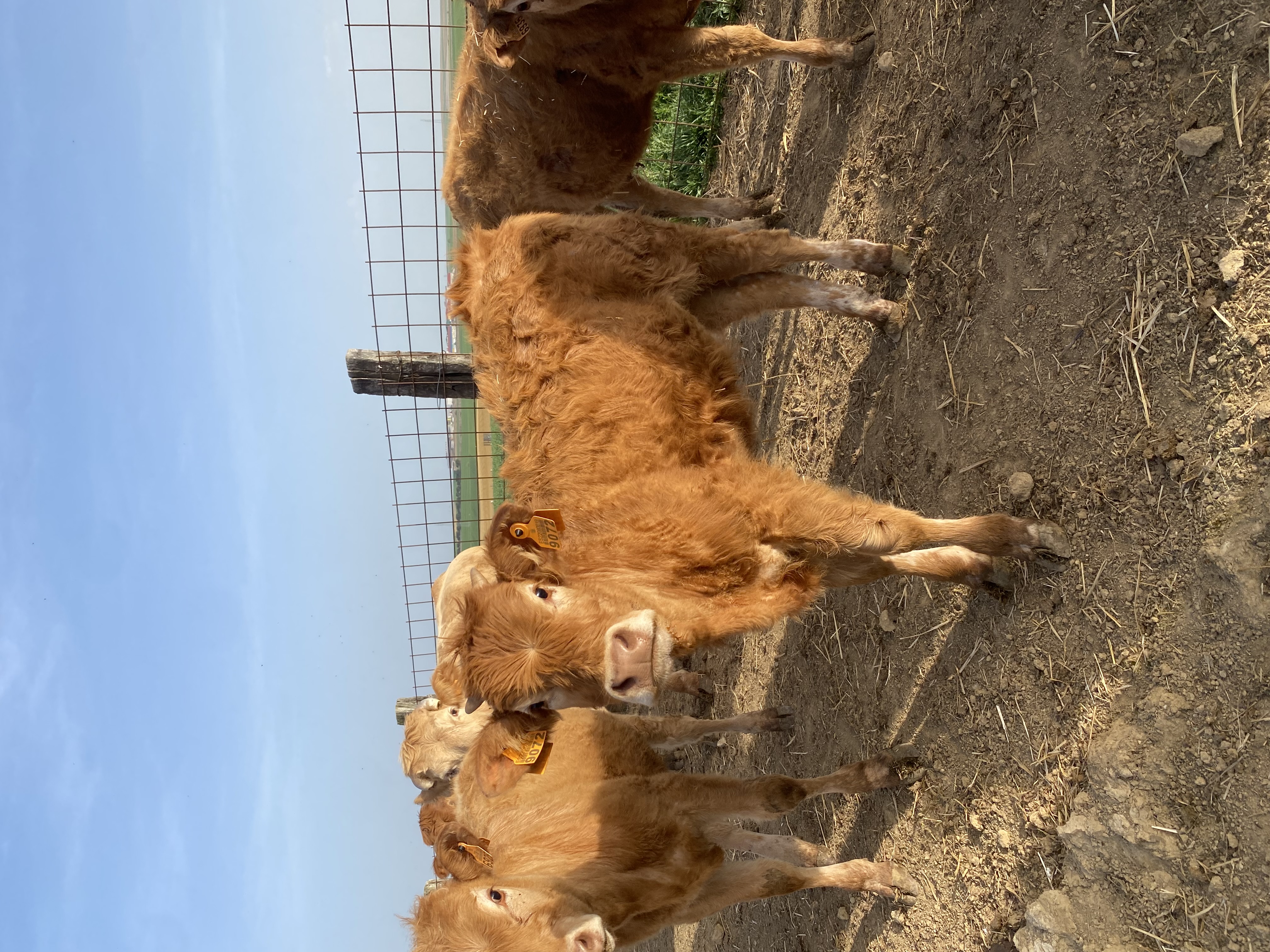 Vendo 5 terneras limousinas en Palencia - imagen 3