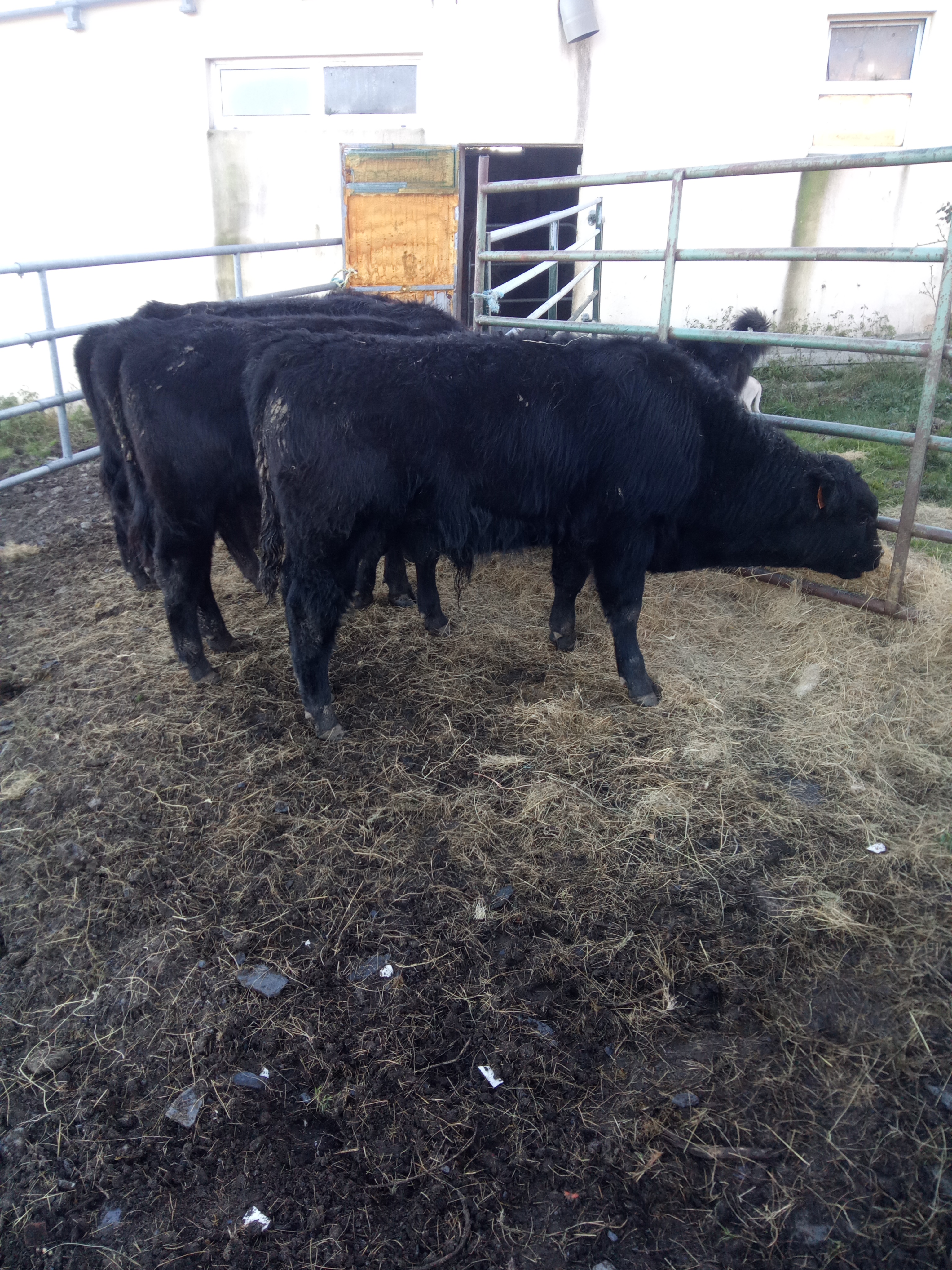 Machos Angus imagen 4