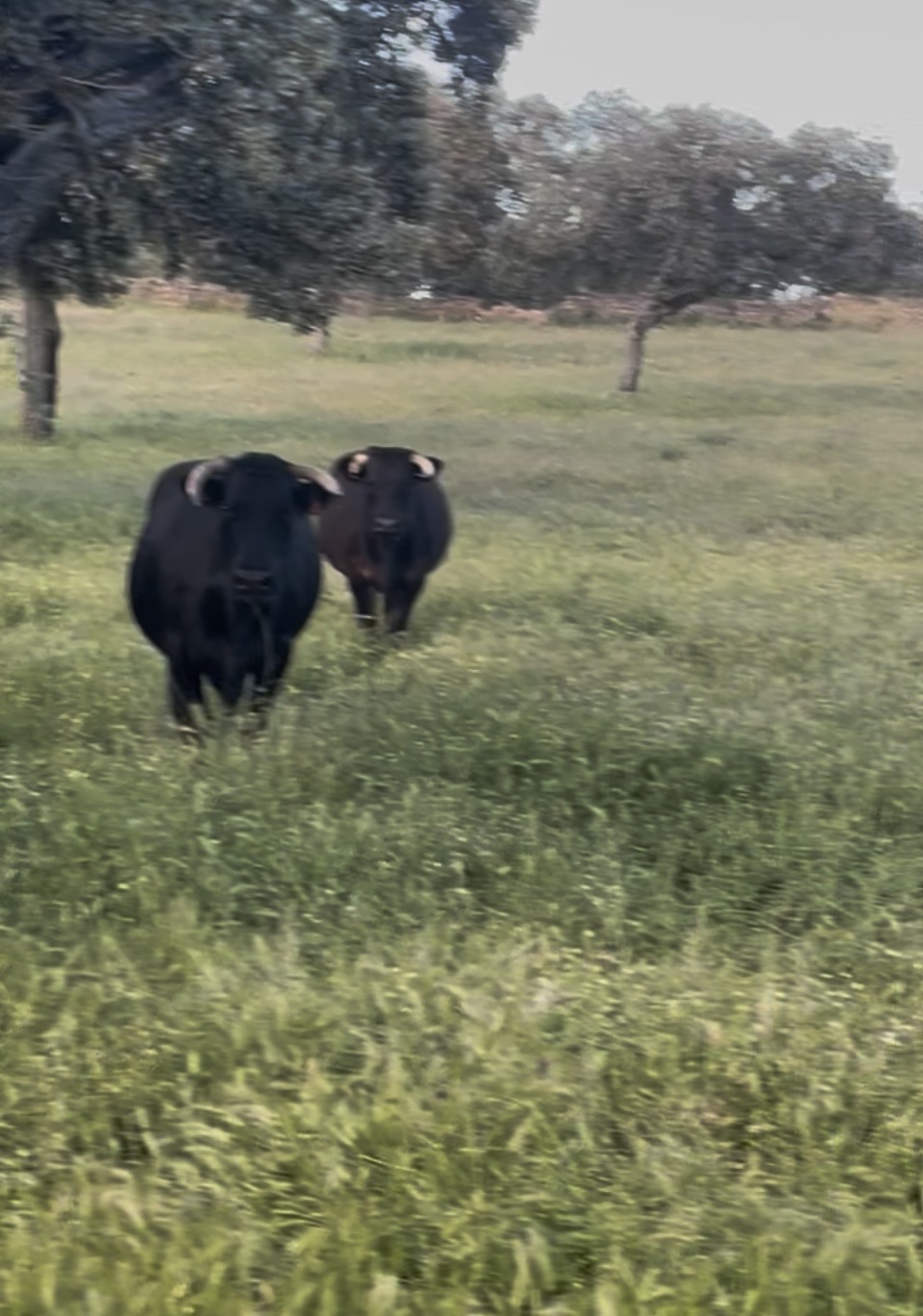 VACAS CRUZADAS en Córdoba - imagen 4