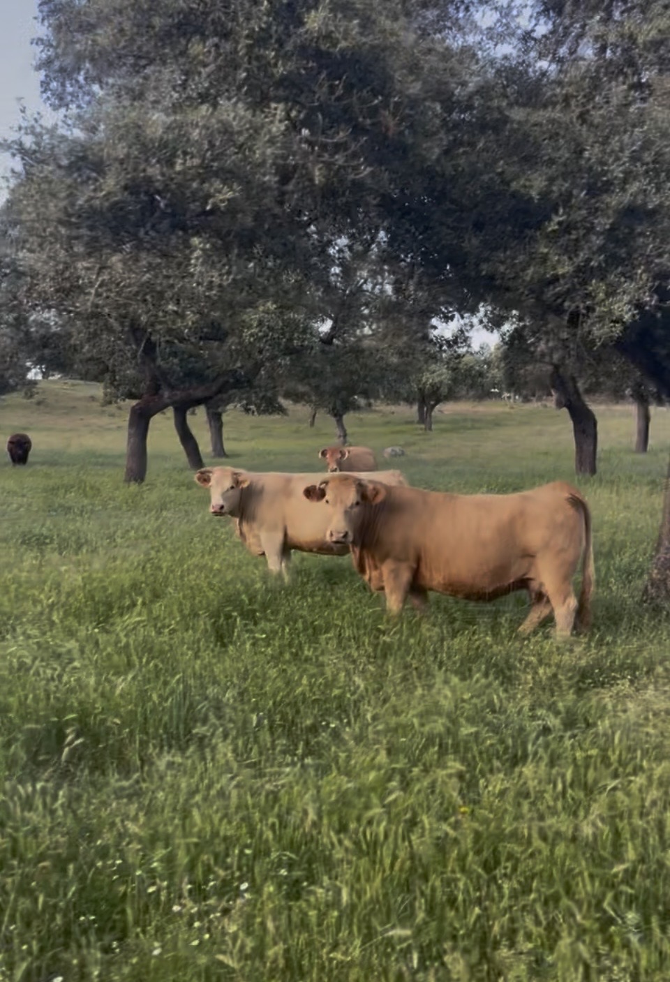 VACAS CRUZADAS en Córdoba - imagen 5