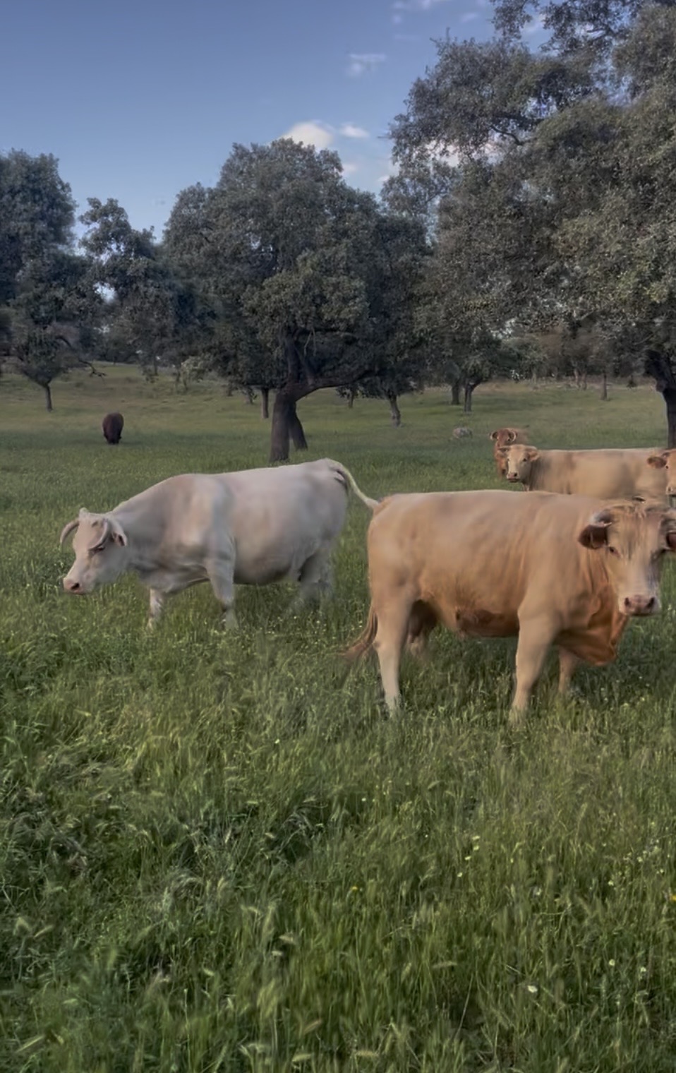 VACAS CRUZADAS en Córdoba - imagen 6