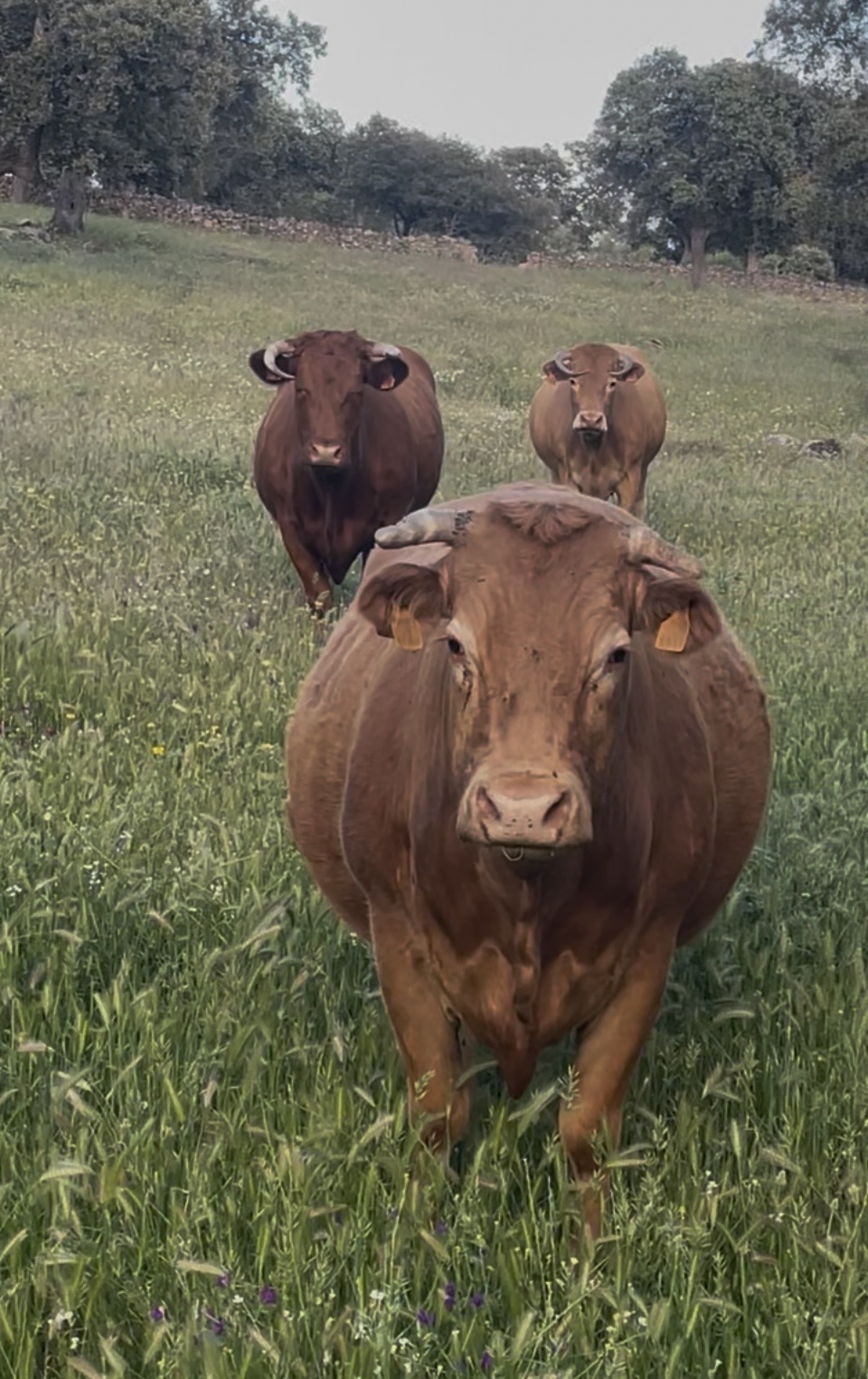 VACAS CRUZADAS