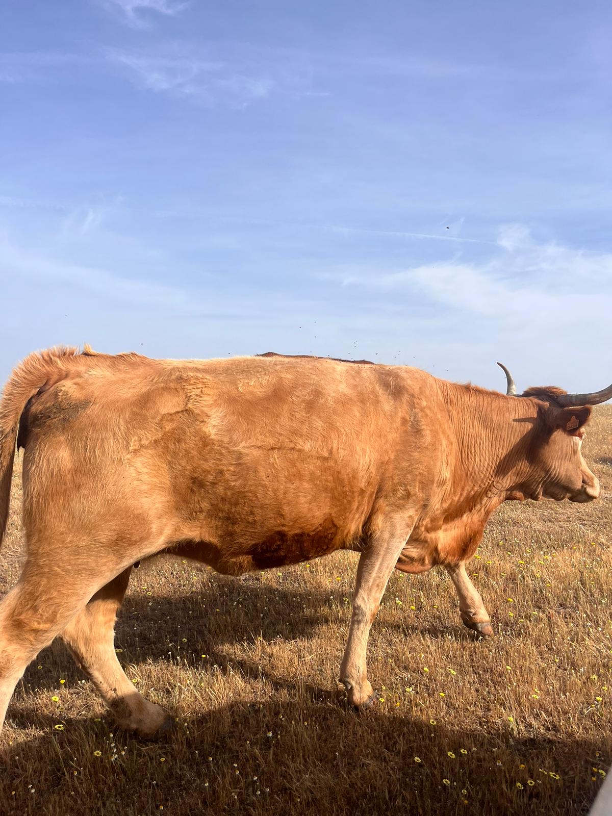 Vacas cruzadas