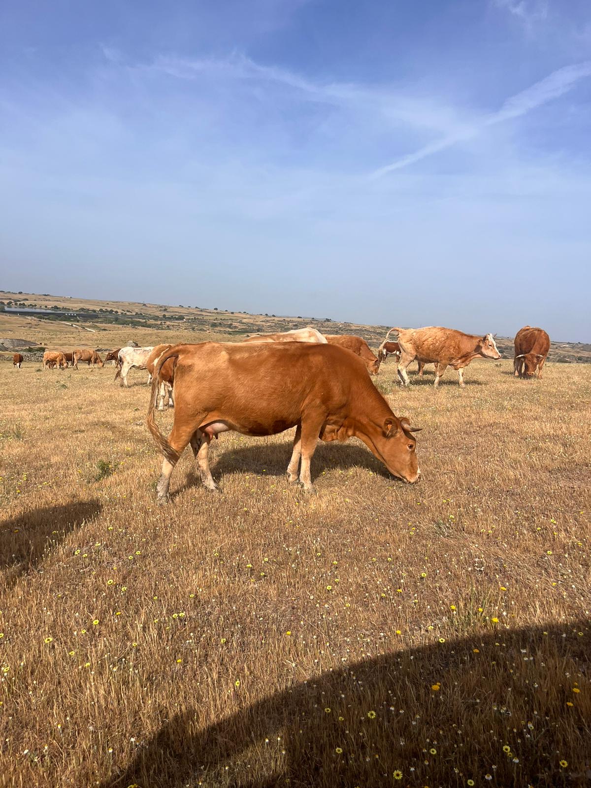 Vacas cruzadas en Cáceres - imagen 2