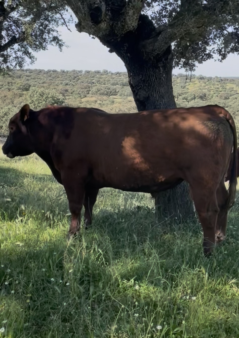 TERNEROS ANGUS RED