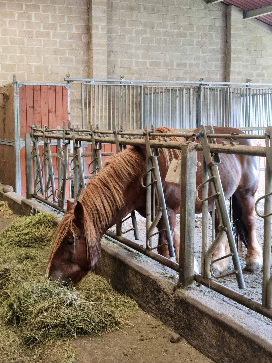 Semental Hispano Breton en venta
