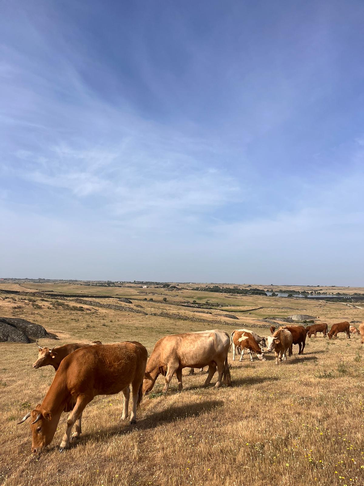 Vacas cruzadas en Cáceres - imagen 3