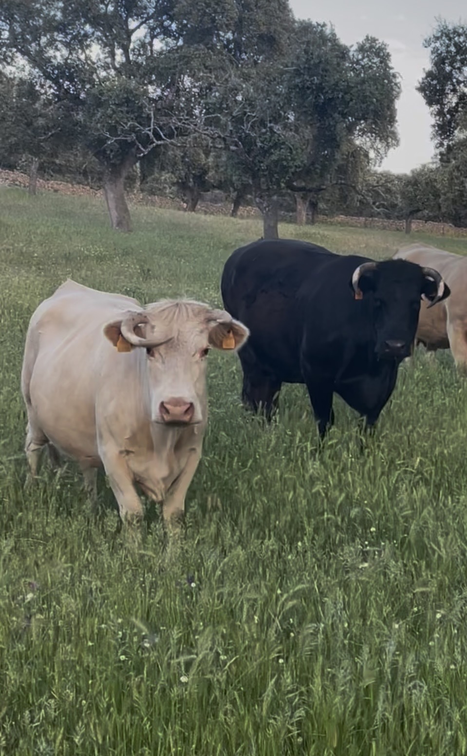 VACAS CRUZADAS en Córdoba - imagen 3