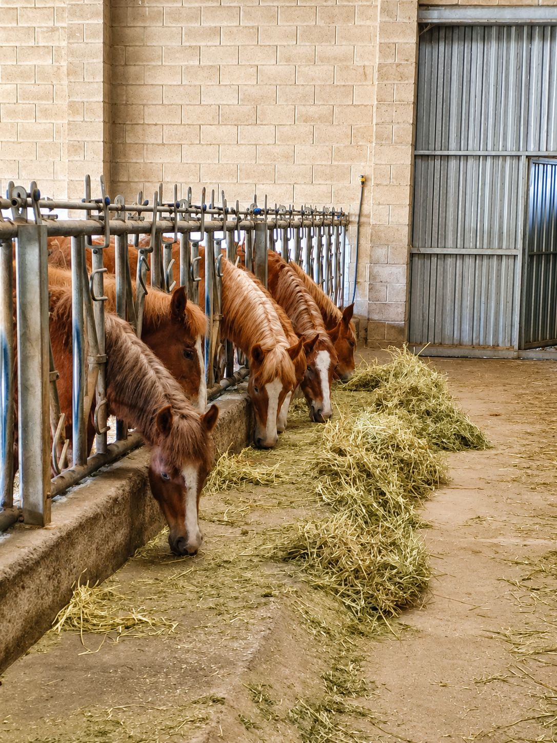 Potros Hispano Bretones en venta