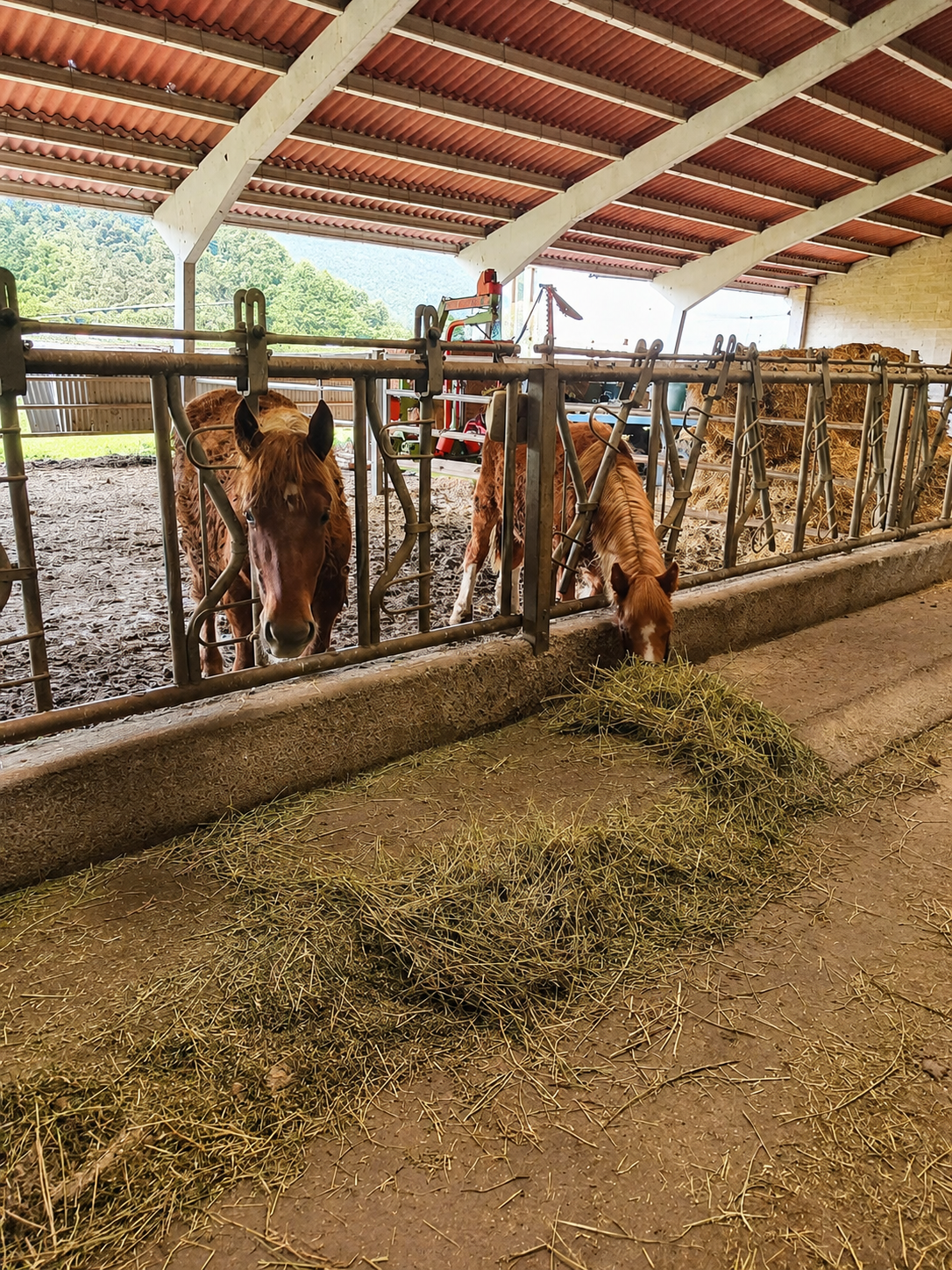 Potros Hispano Bretones en venta en León - imagen 2