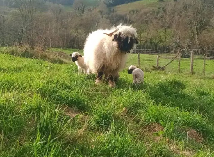 Nariz negro de Valais