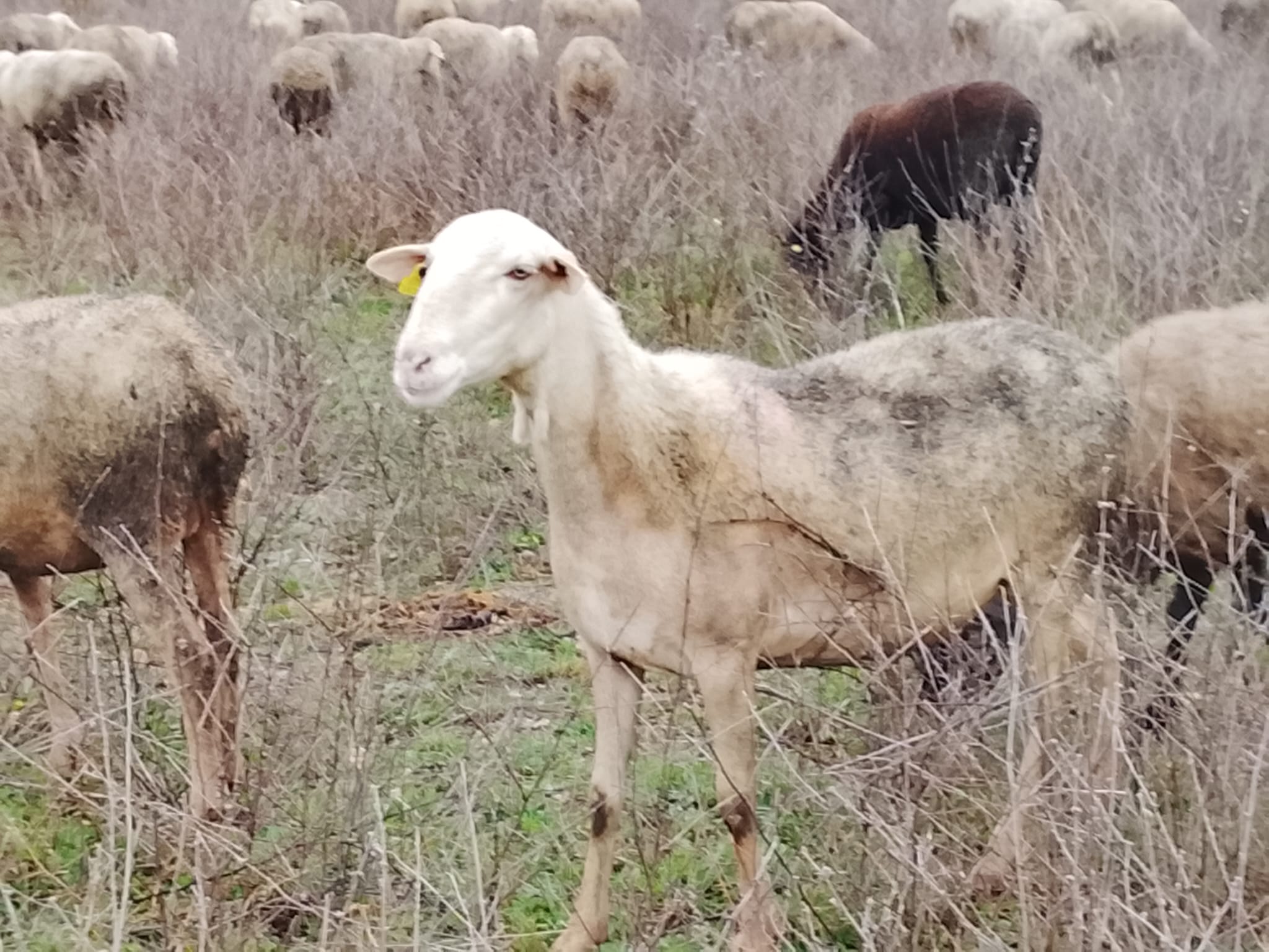 Se vende ganado ovino y caprino