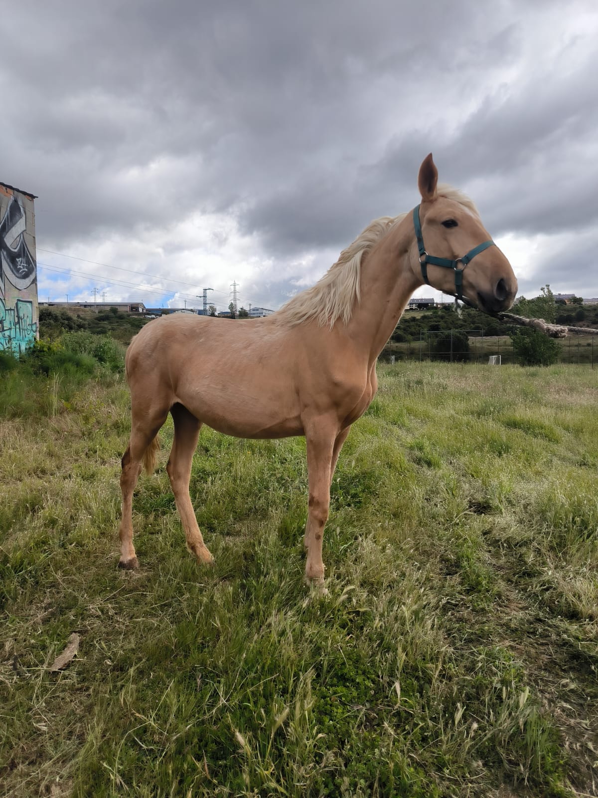 Vendo o cambio en León - imagen 3