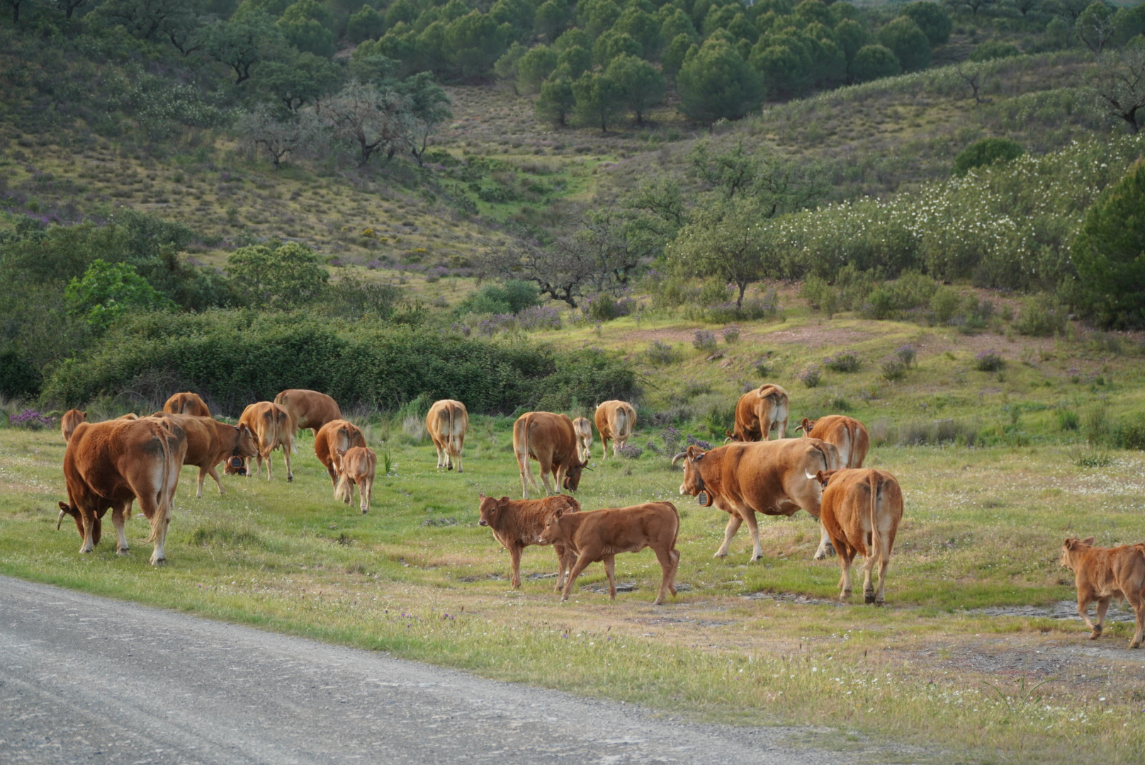 Becerras limousin ecológicas seleccionadas en Huelva - imagen 3